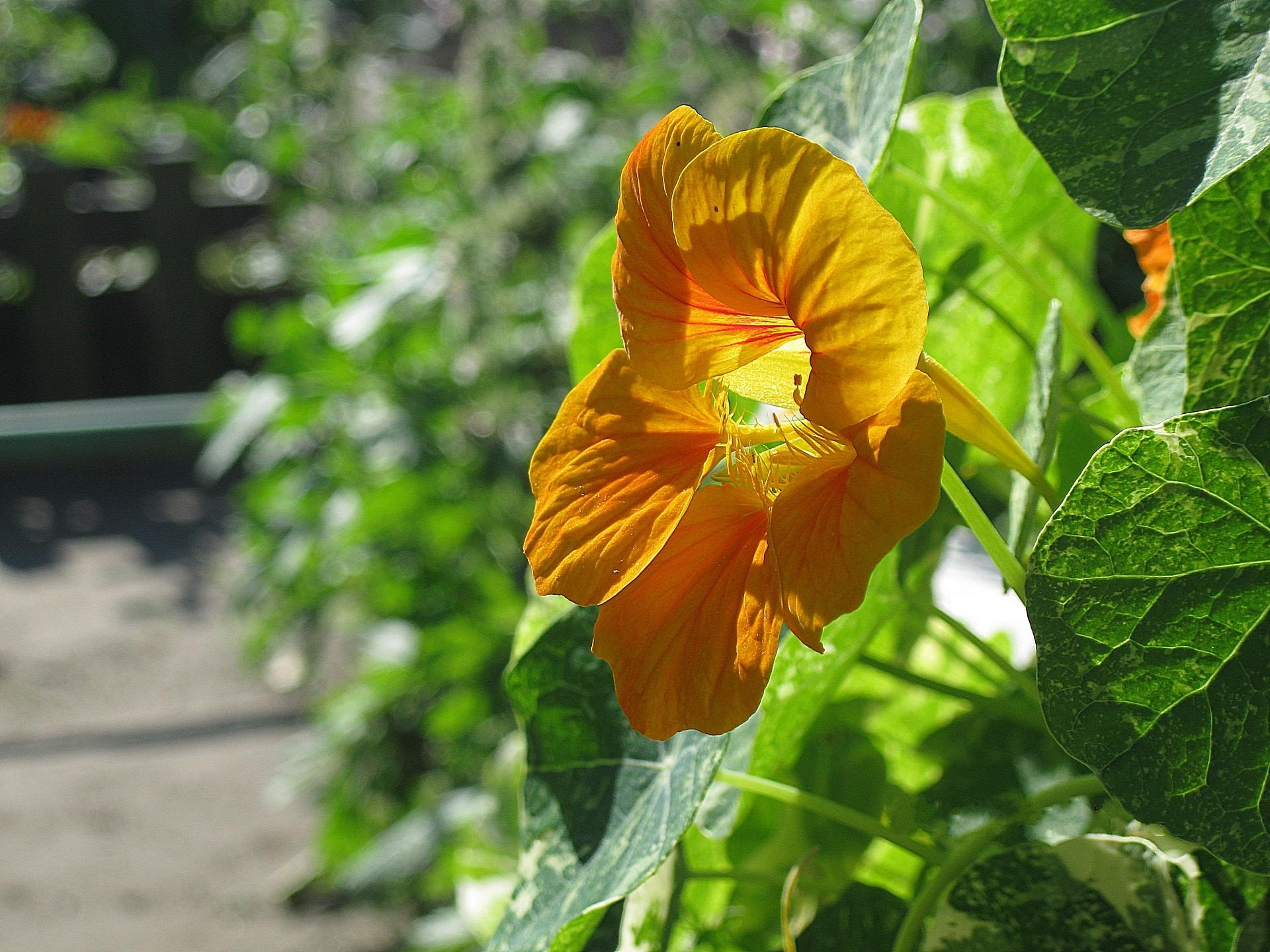 Free photo A delicate orange flower