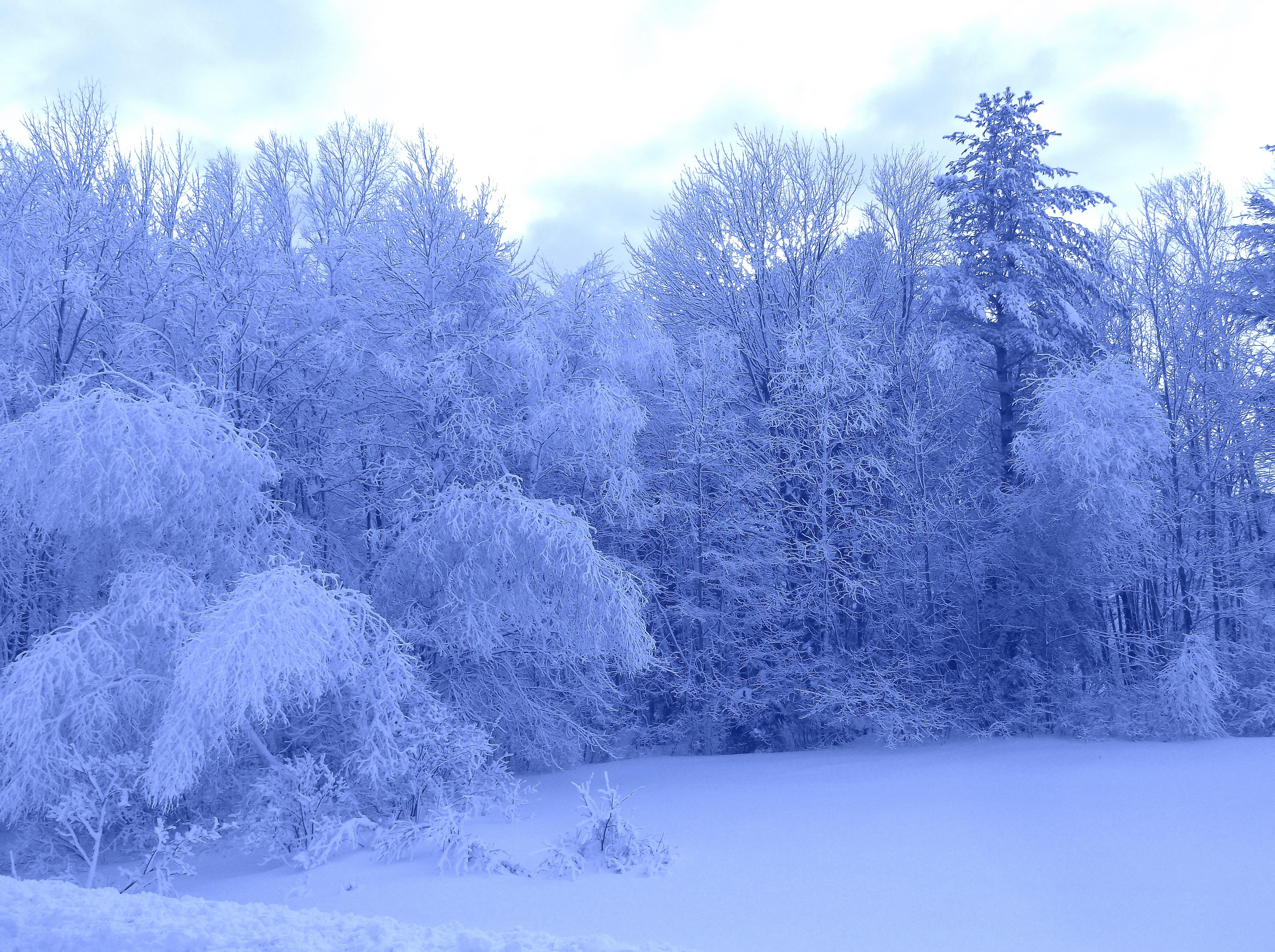 桌面上的壁纸冻树 冬季 雪