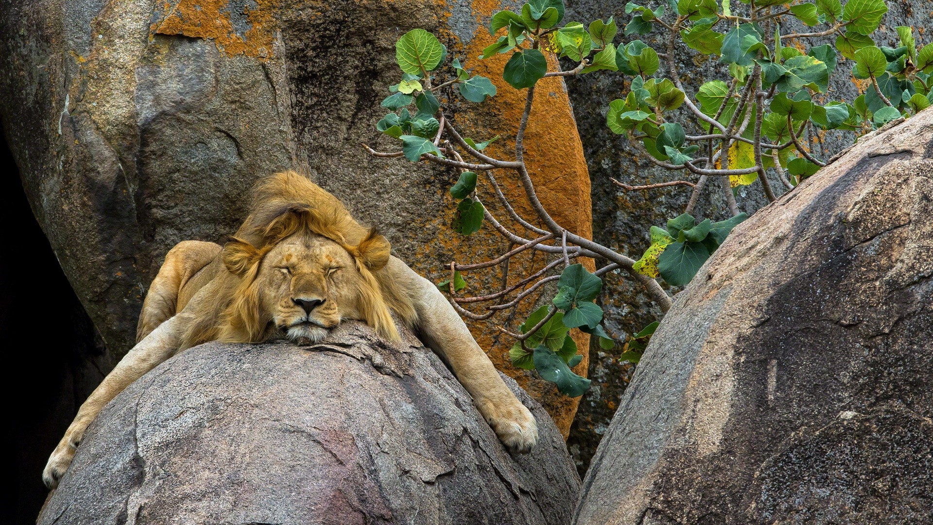 一头狮子在岩石上睡着了