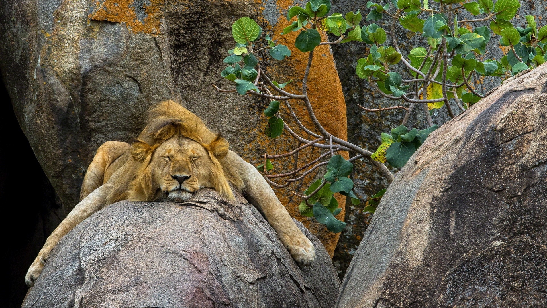 Free photo Leo fell asleep on a rock