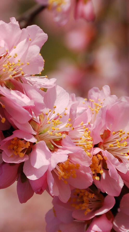 Бесплатное фото цветущая ветка