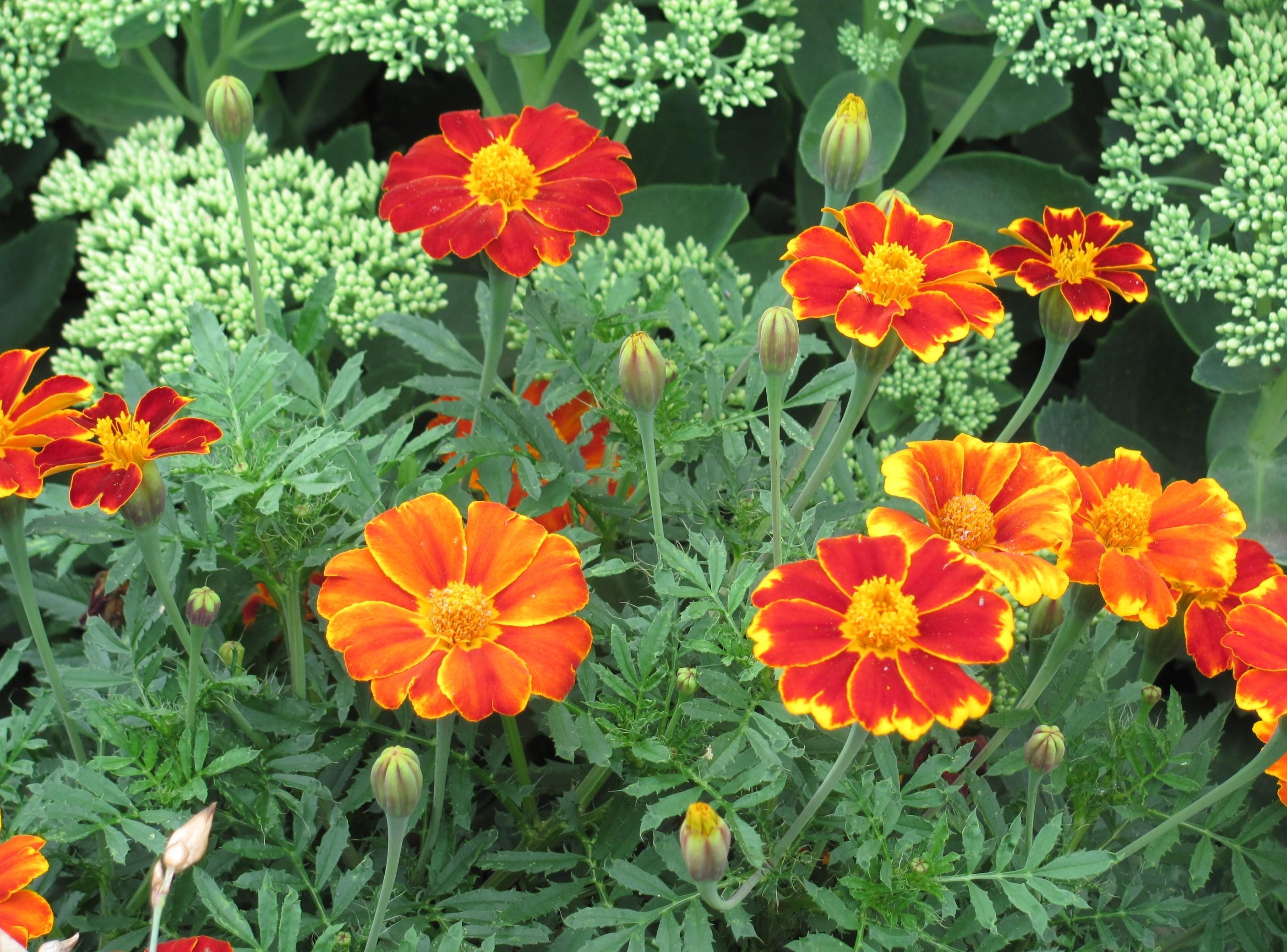 Free photo Red and yellow flowers in a flower bed