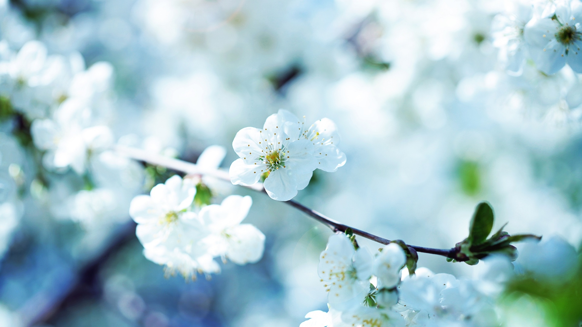 Free photo White flowers on a branch