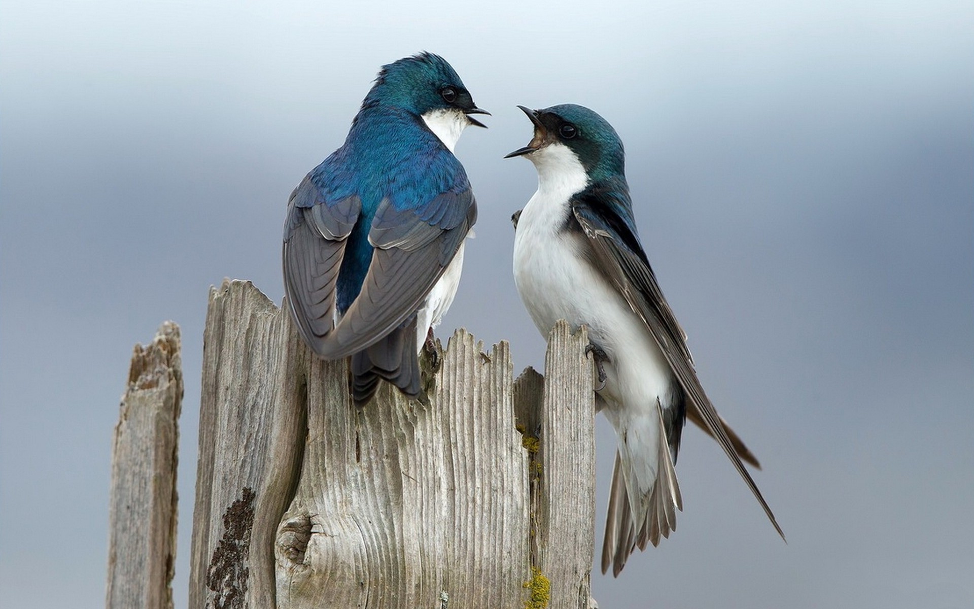 Wallpapers birds animals nature on the desktop