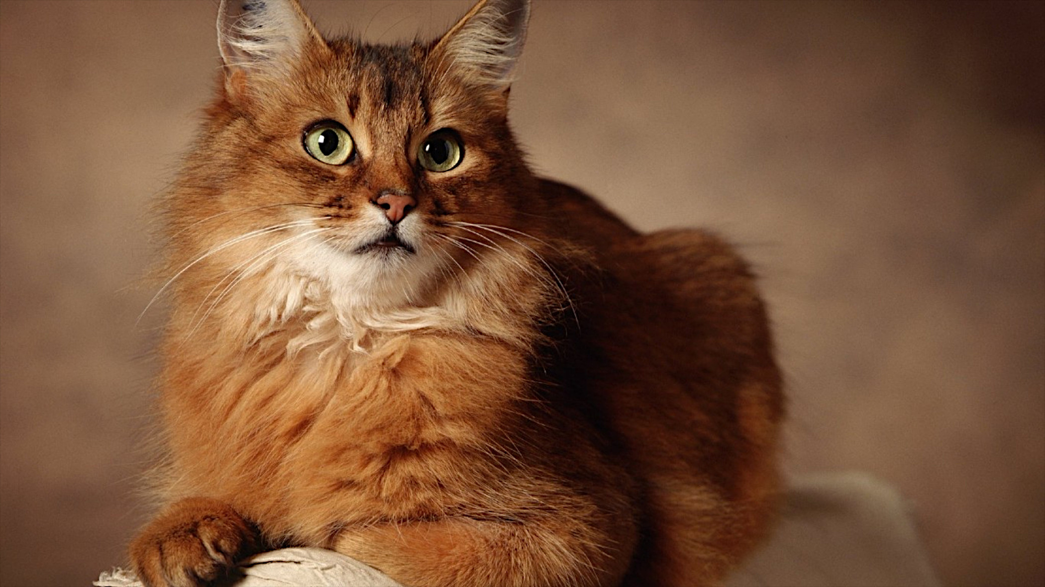 Red cat of an unusual breed