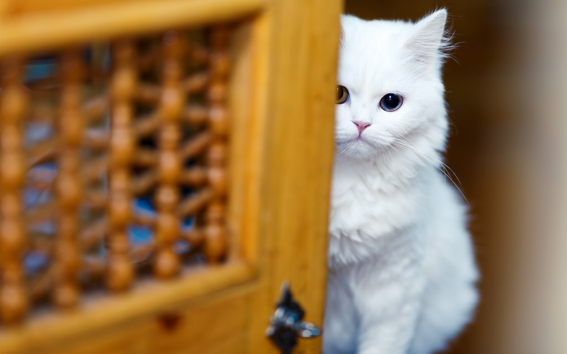 Free photo Cute white cat