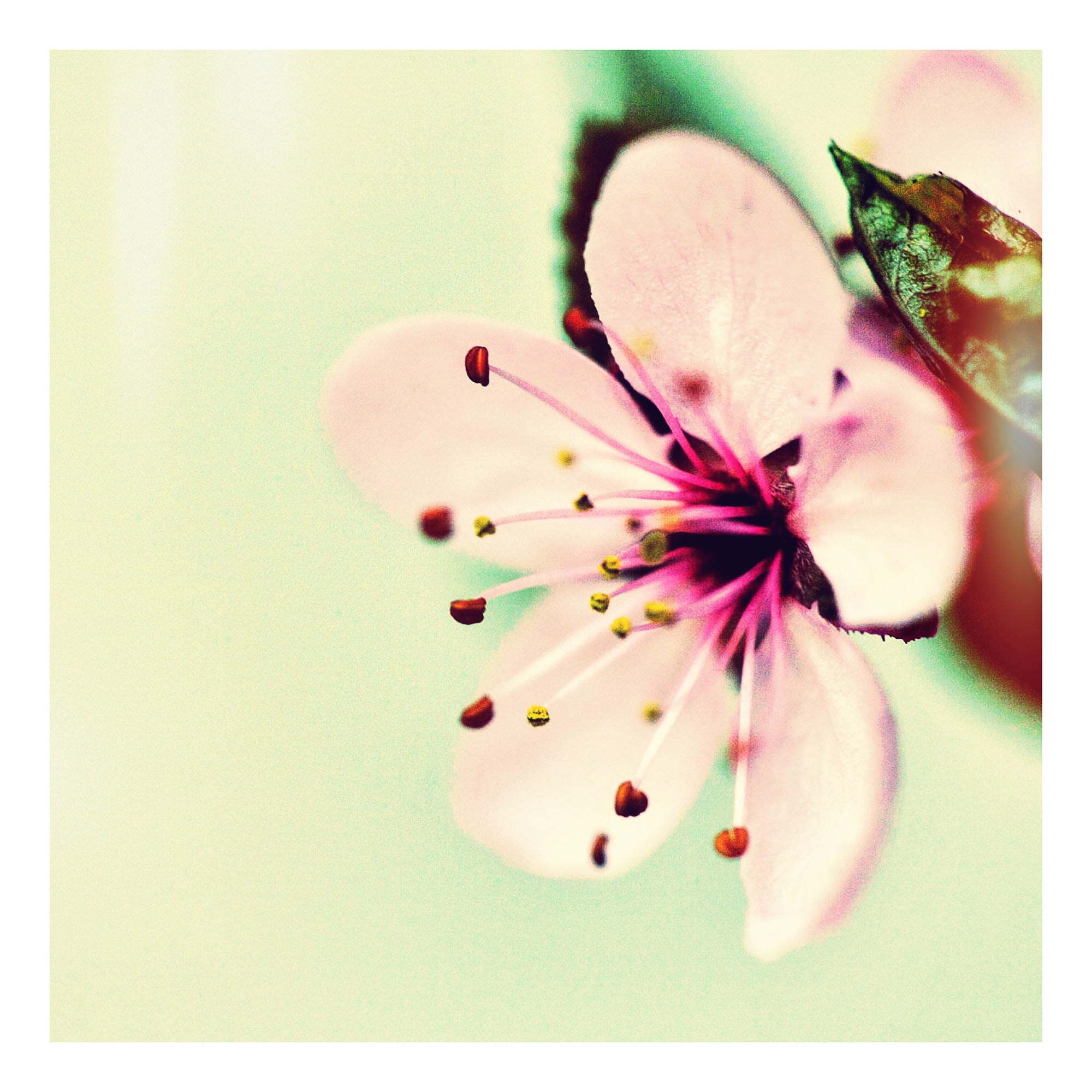 一朵粉红色的小花