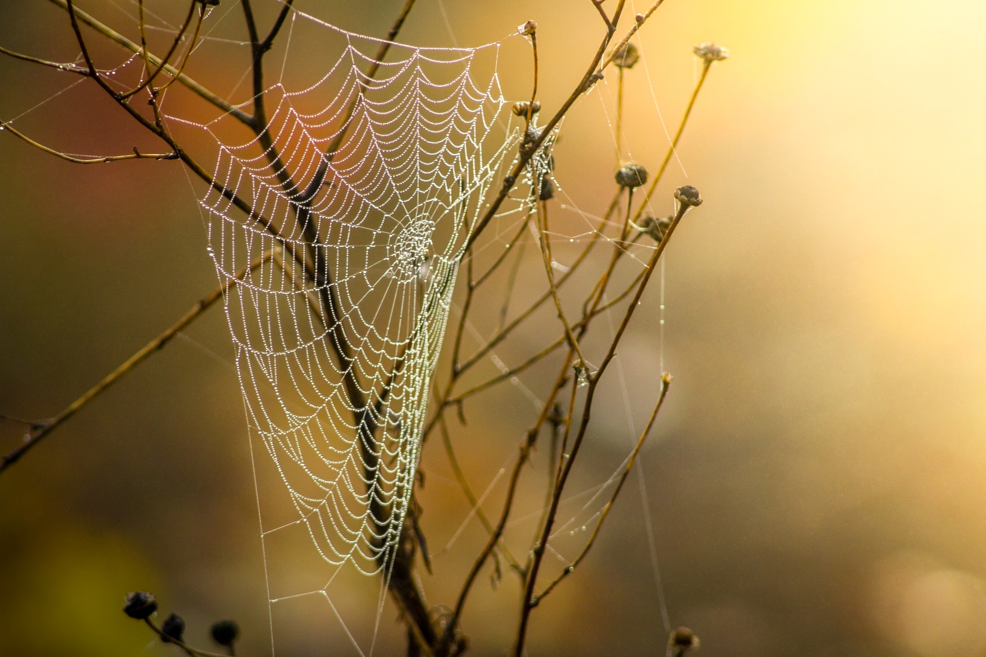 Wallpapers spider web orange material on the desktop