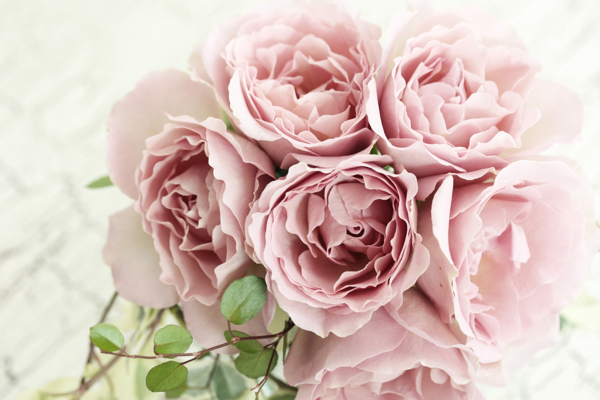 嫩粉色玫瑰花束