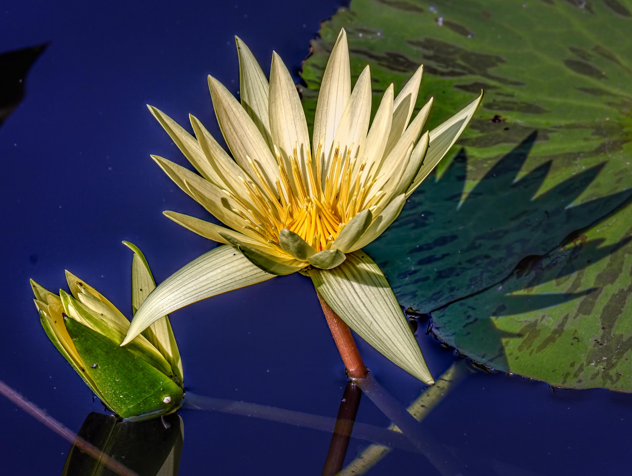 免费照片盛开的百合花