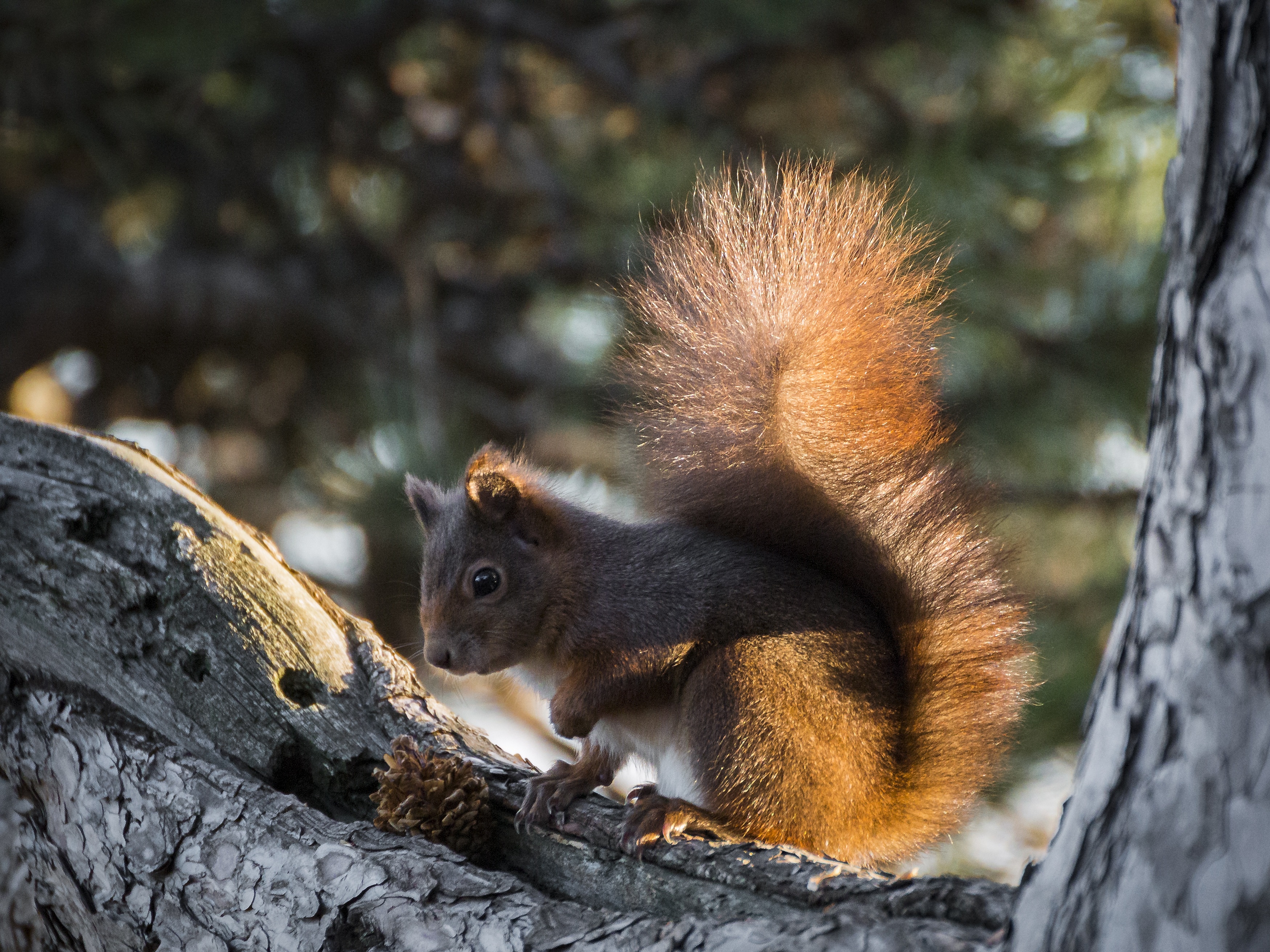 Free photo A little squirrel on a tree branch