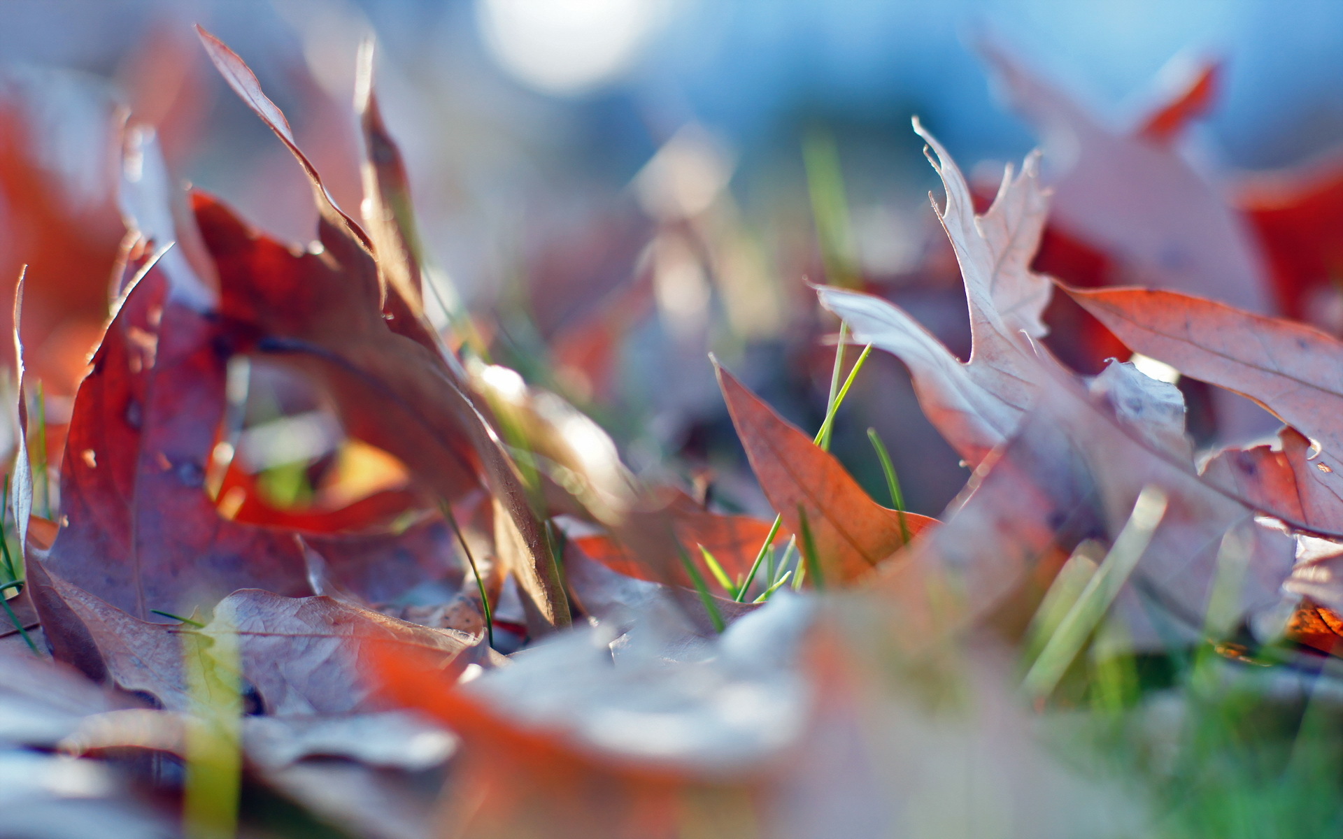 Wallpapers leaves autumn grass on the desktop