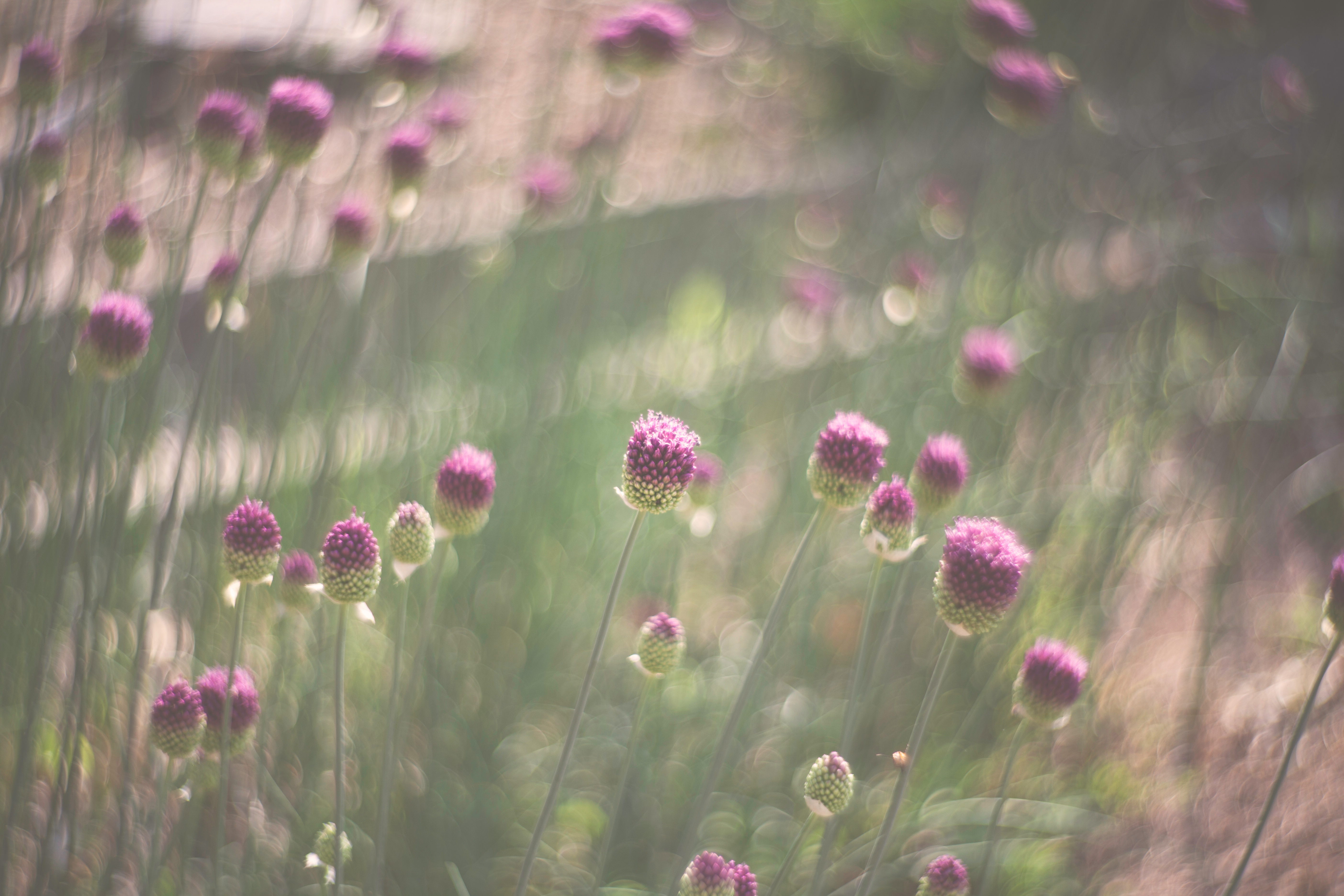 Wallpapers nature grass blossom on the desktop