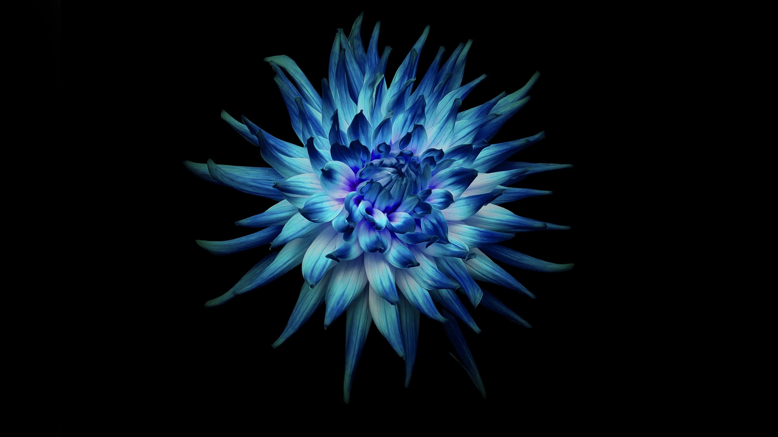 黑色背景上的蓝色花朵