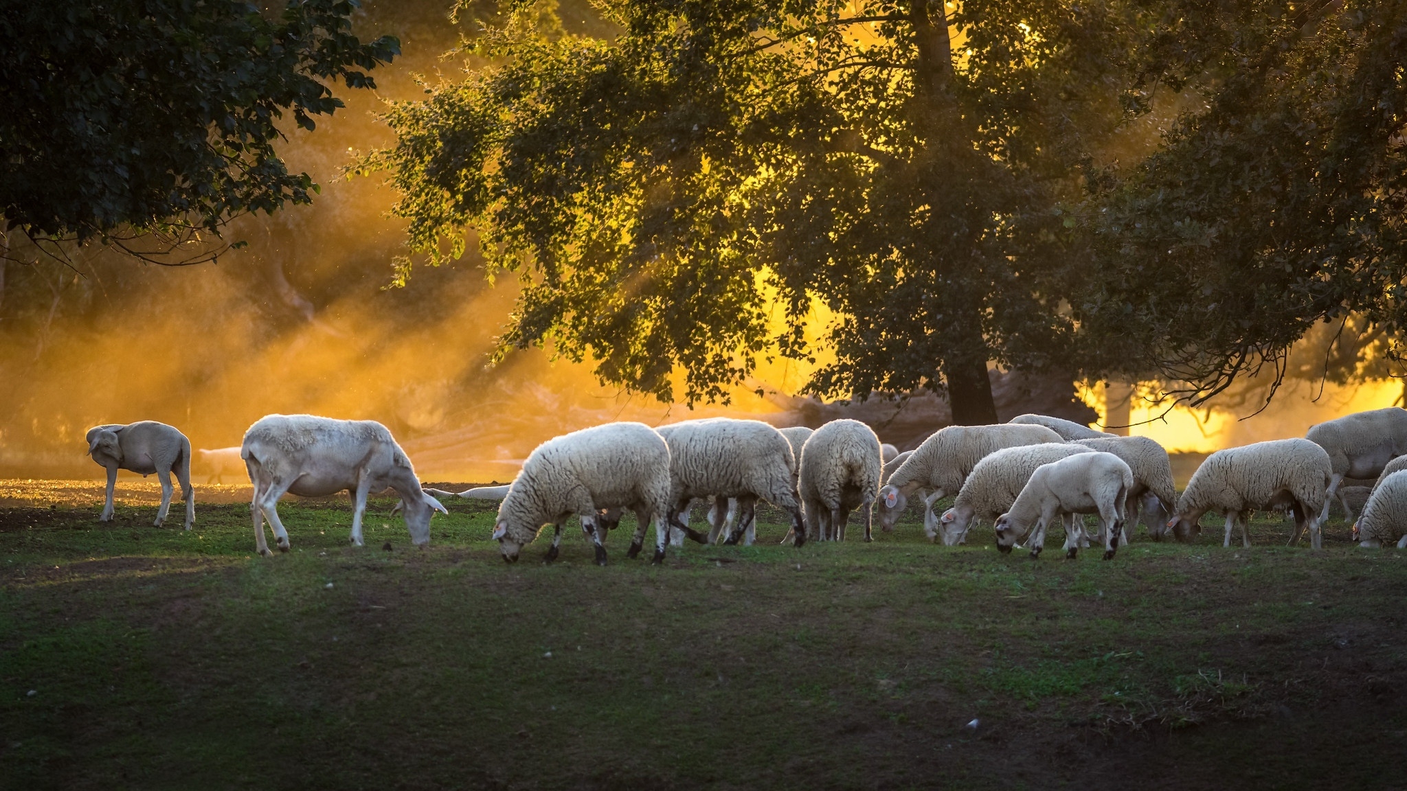 Wallpapers tree sun rays wallpaper sheep on the desktop