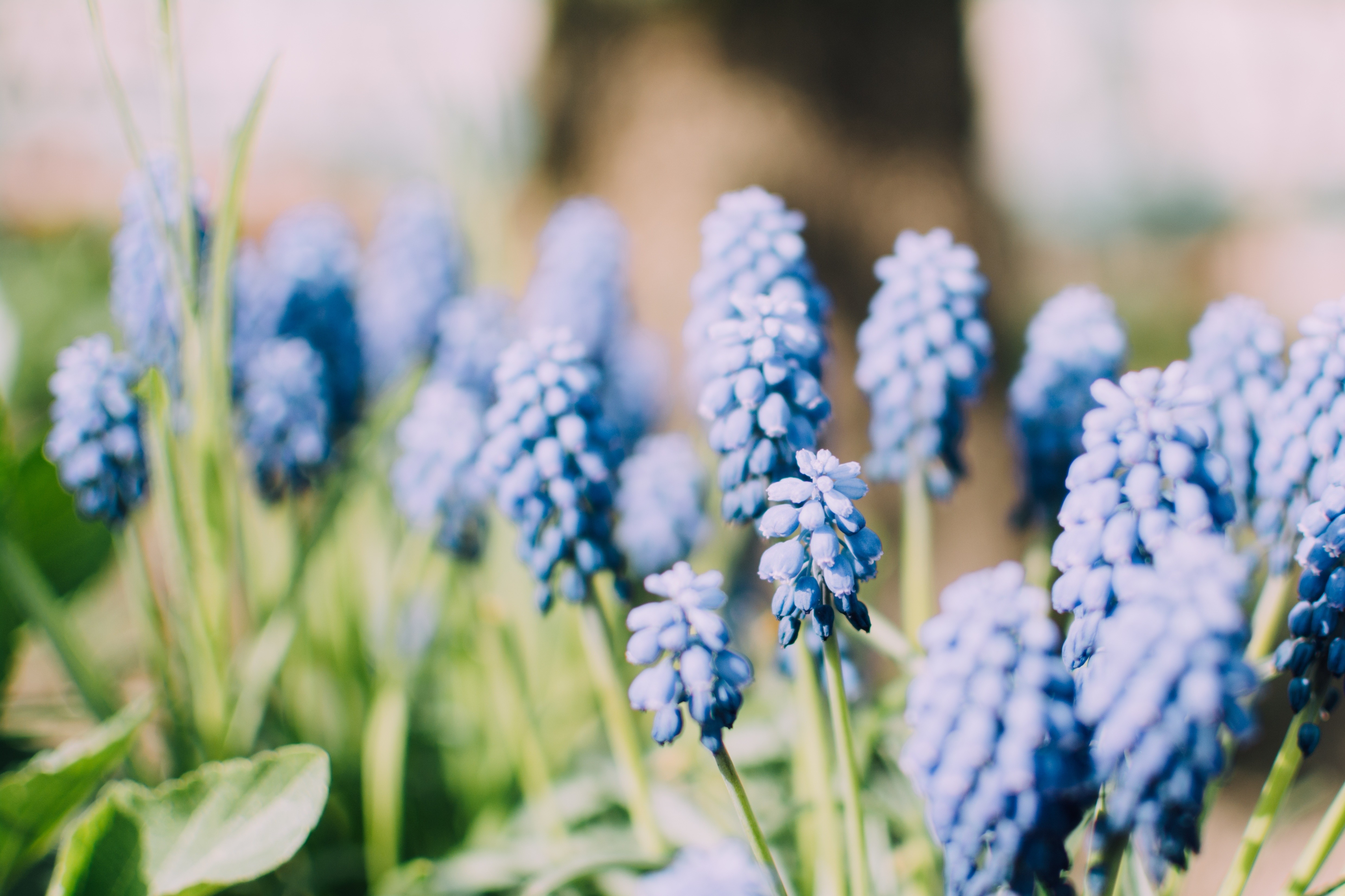 Free photo Shrub with blue flowers