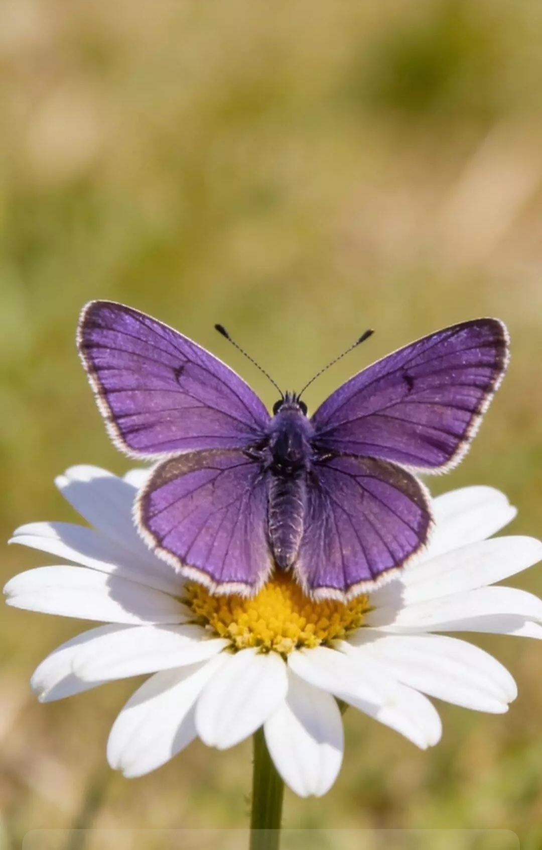 免费照片甘菊上的Golubyanka icarus