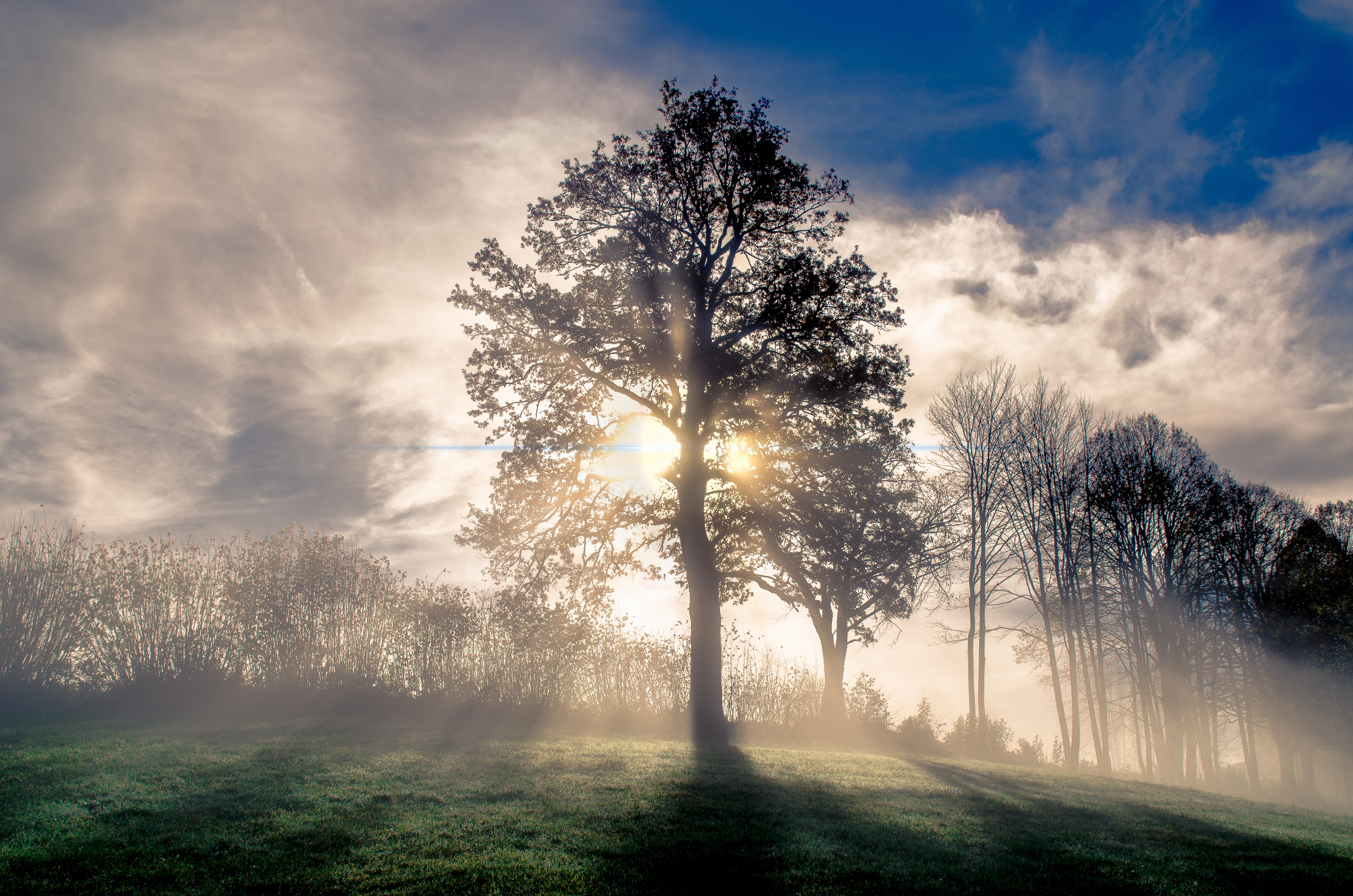 Wallpapers forest sun morning on the desktop