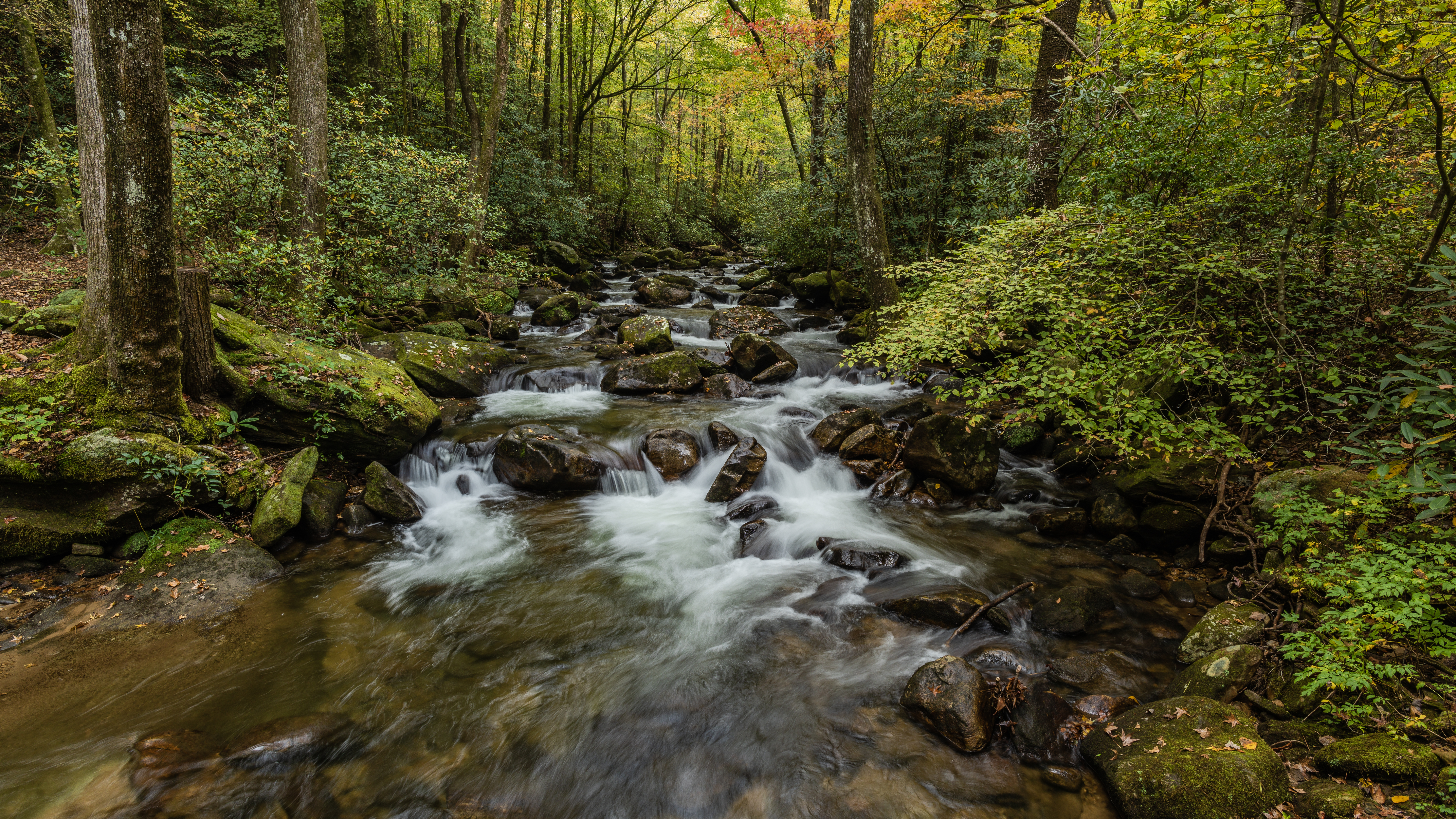 Free photo Screensaver forest, trees, river on the screen