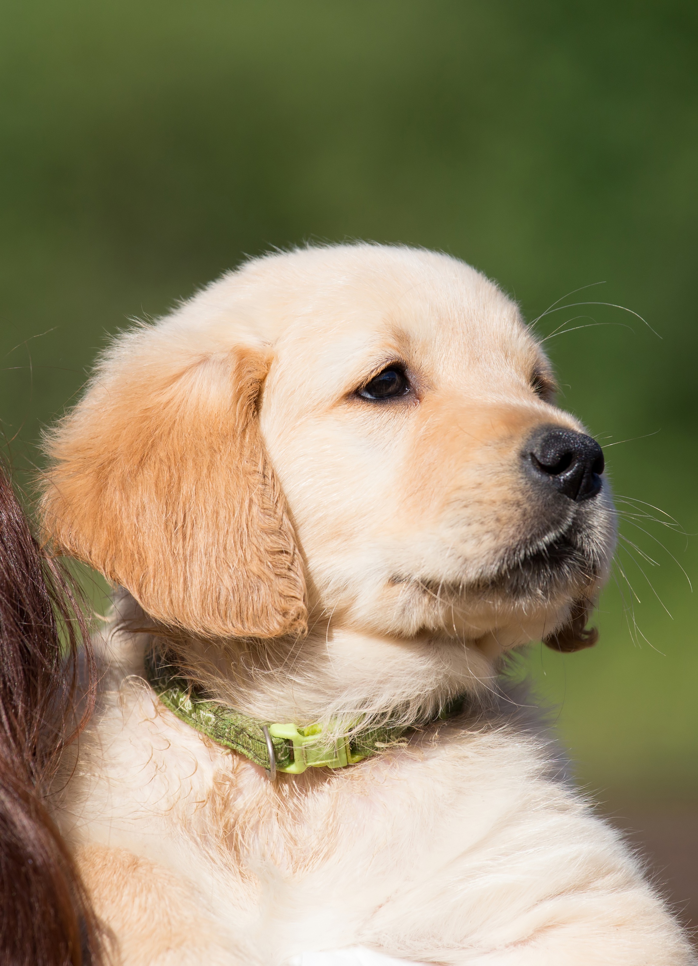 Wallpapers puppy dog pet on the desktop
