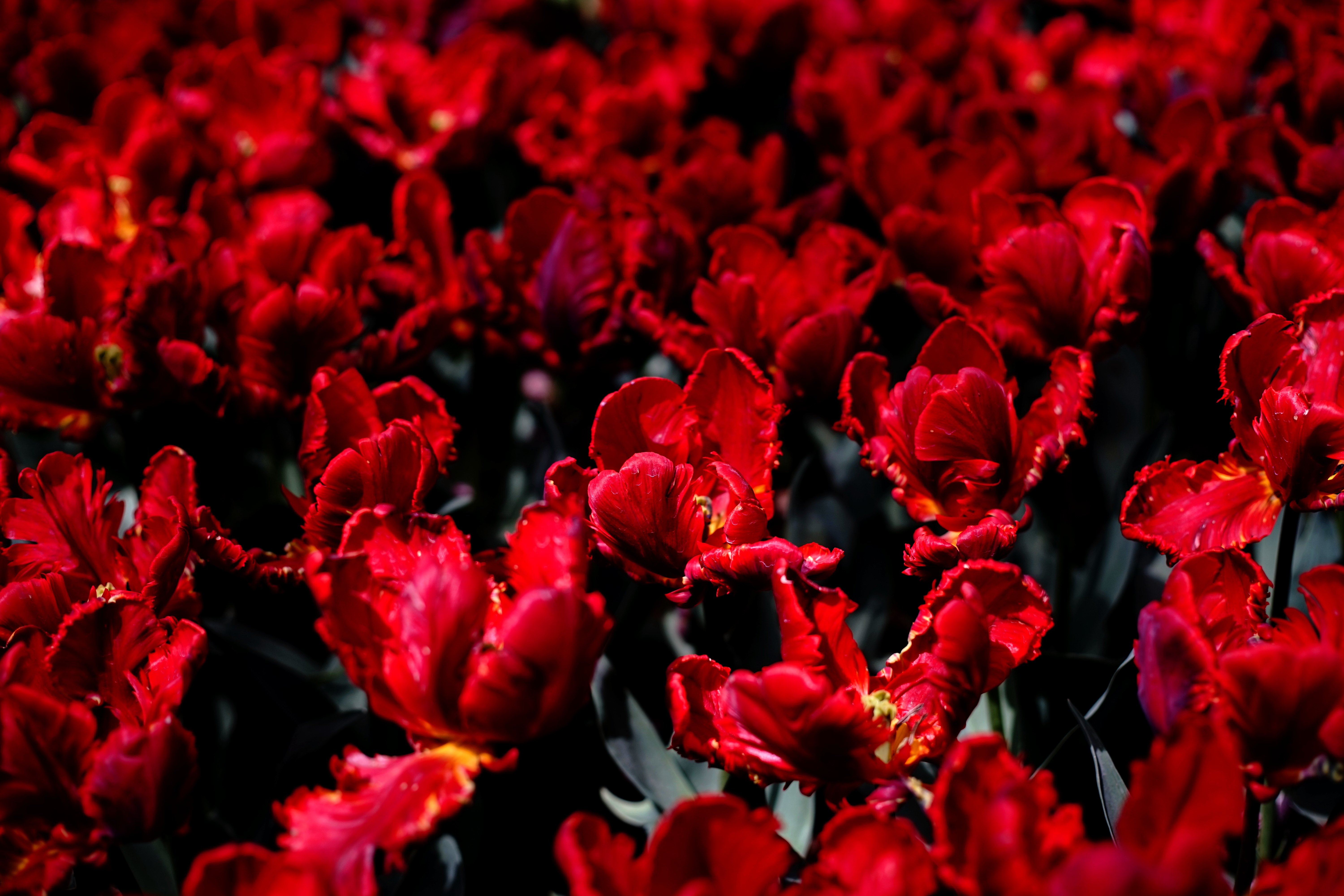 Wallpapers red tulips garden field on the desktop
