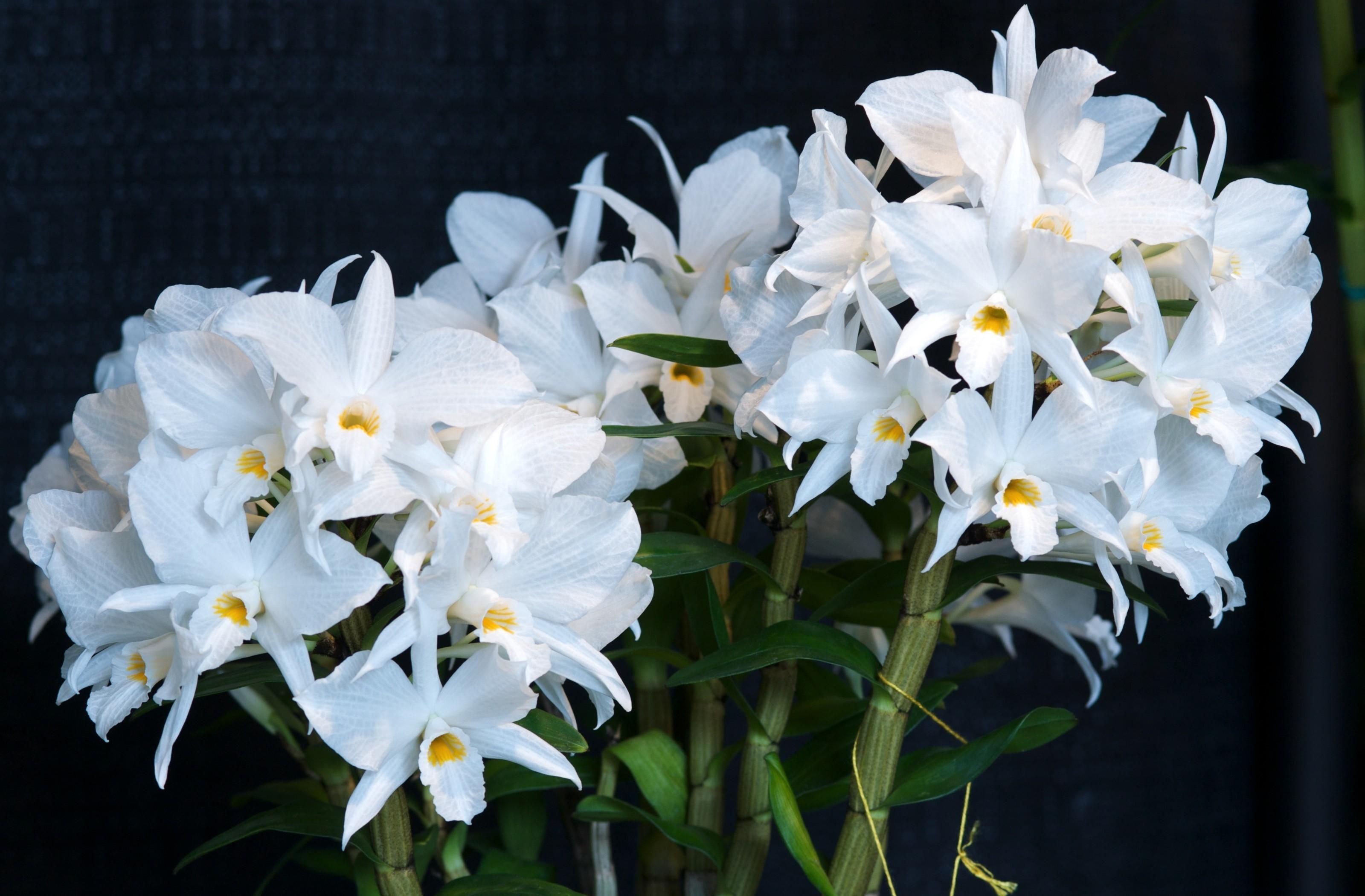 Wallpapers white Jasmine cattleya on the desktop