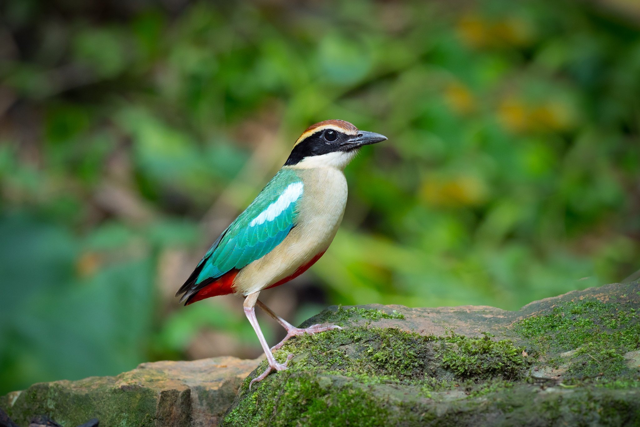 Free photo Colorful bird
