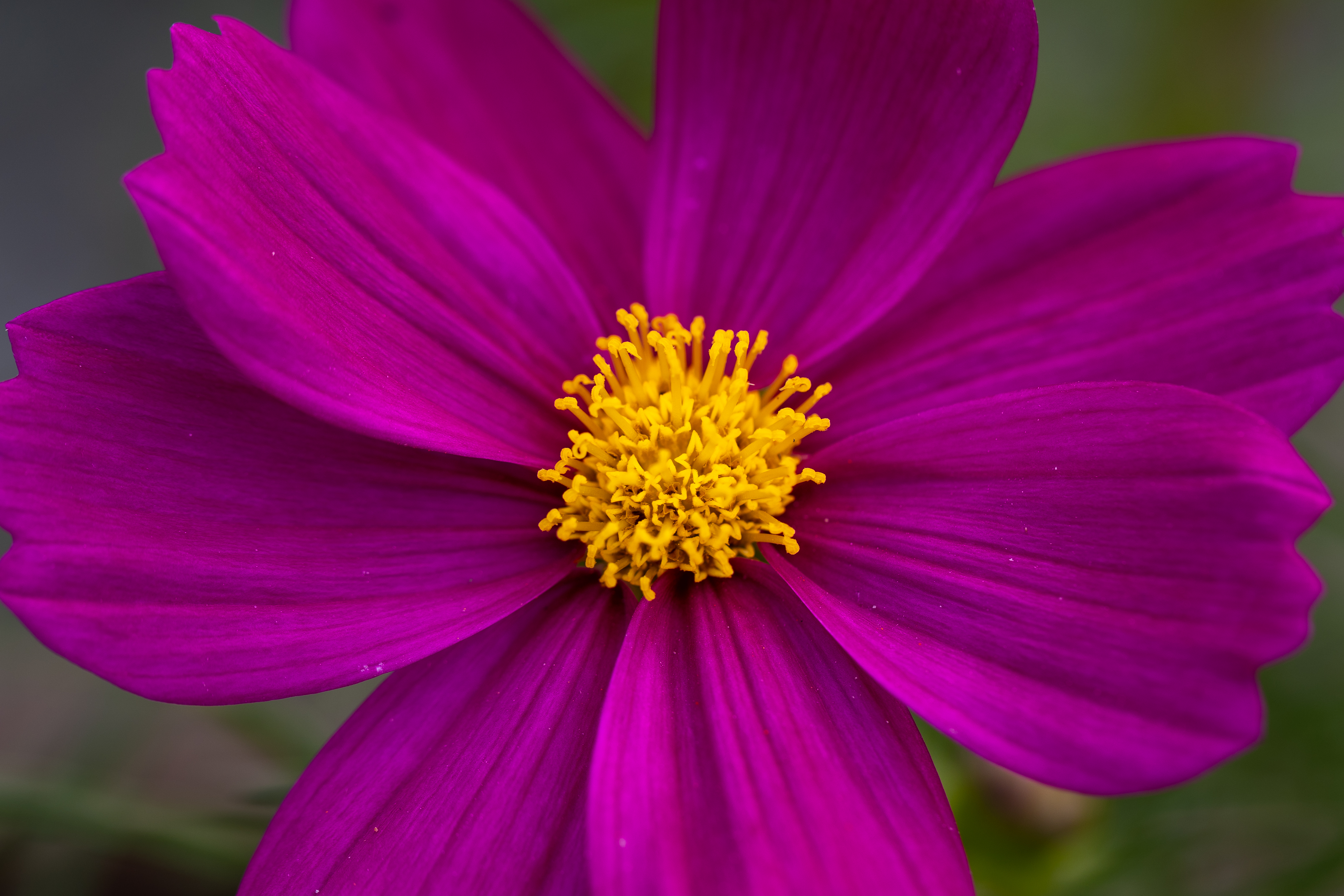 Обои розовый желтый цветок на рабочий стол