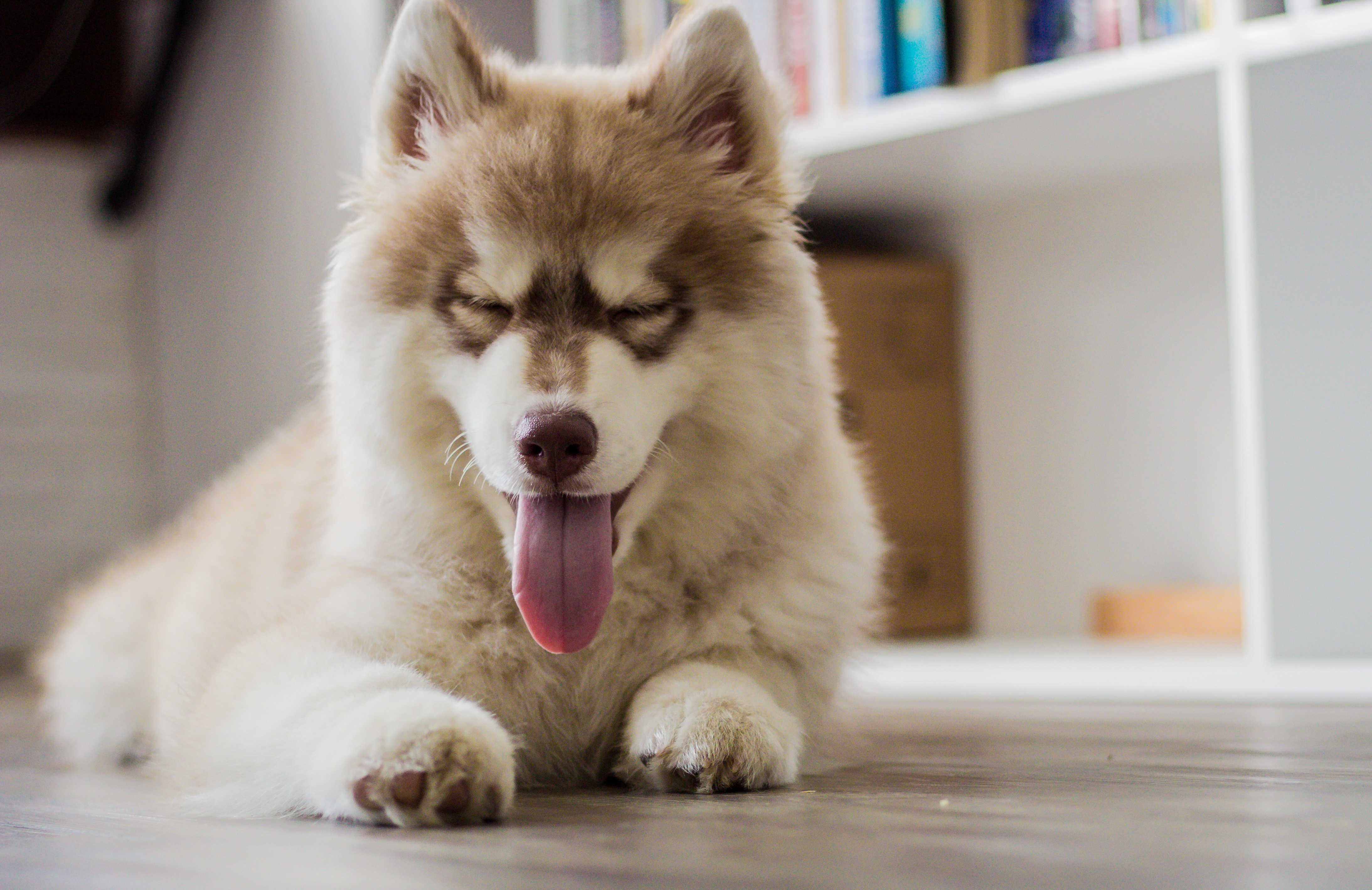 Free photo Husky`s showing his tongue