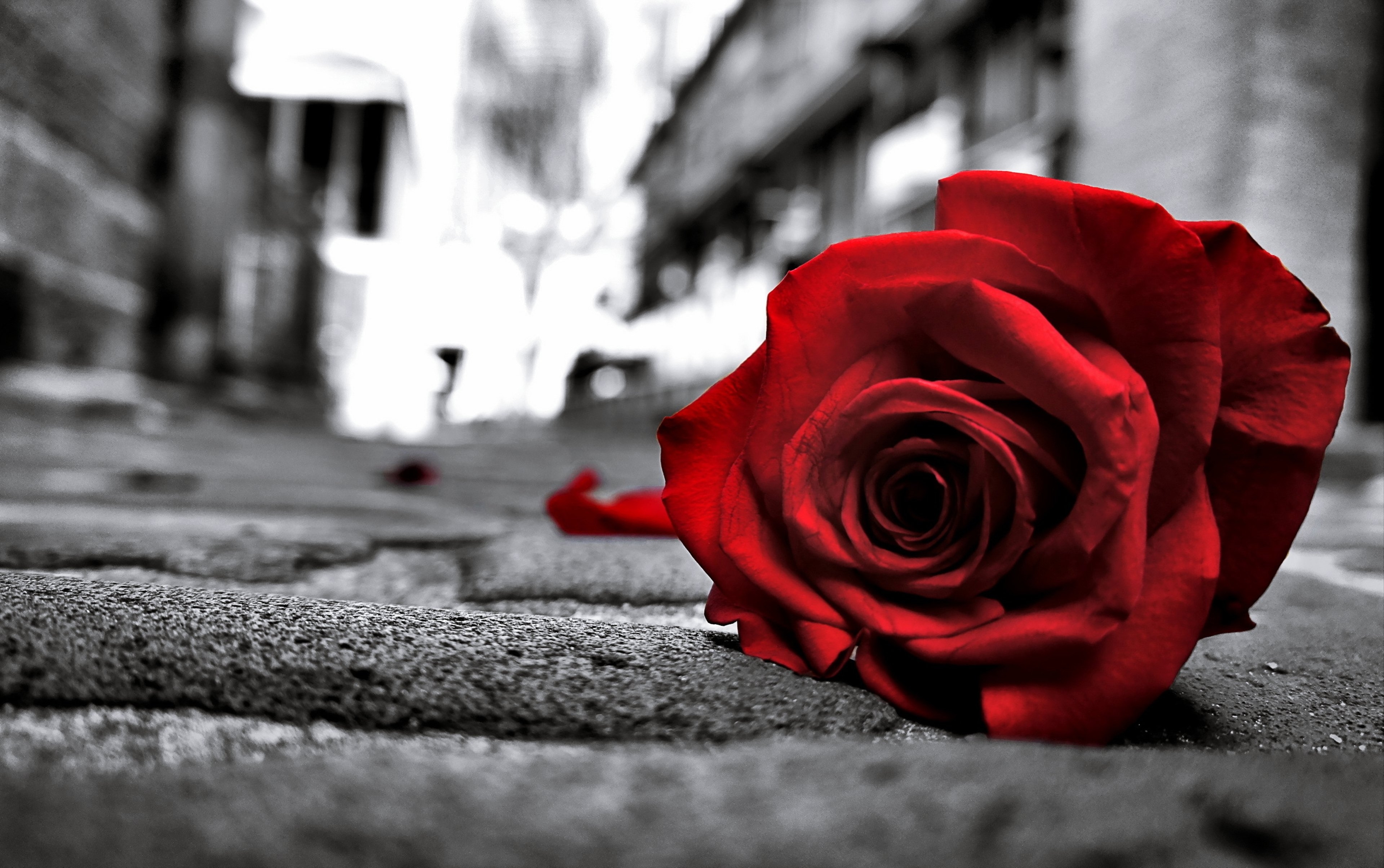 Abandoned red rose in a monochrome photo
