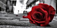Брошенная красная роза на монохромном фото