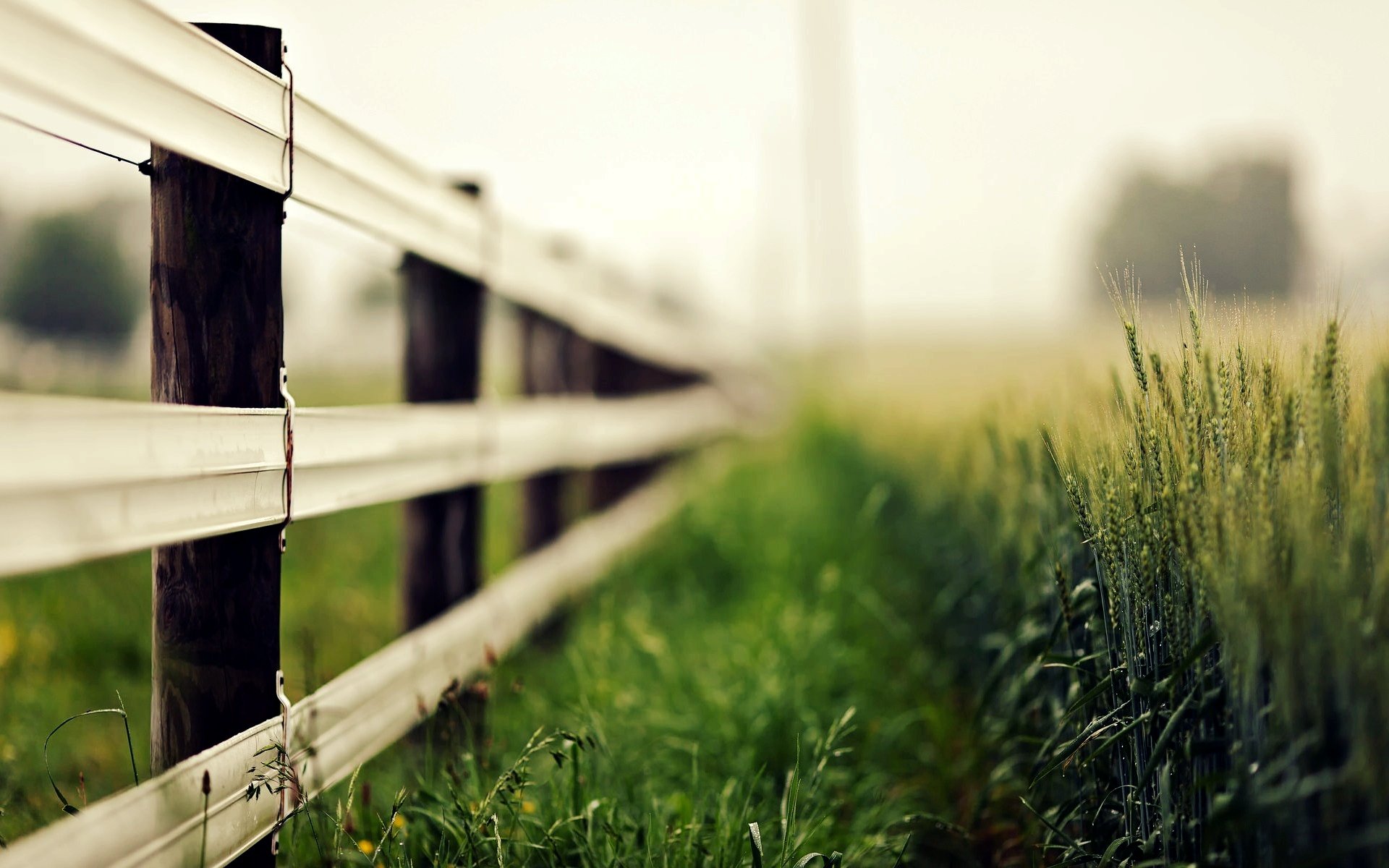 Free photo The fence and grass