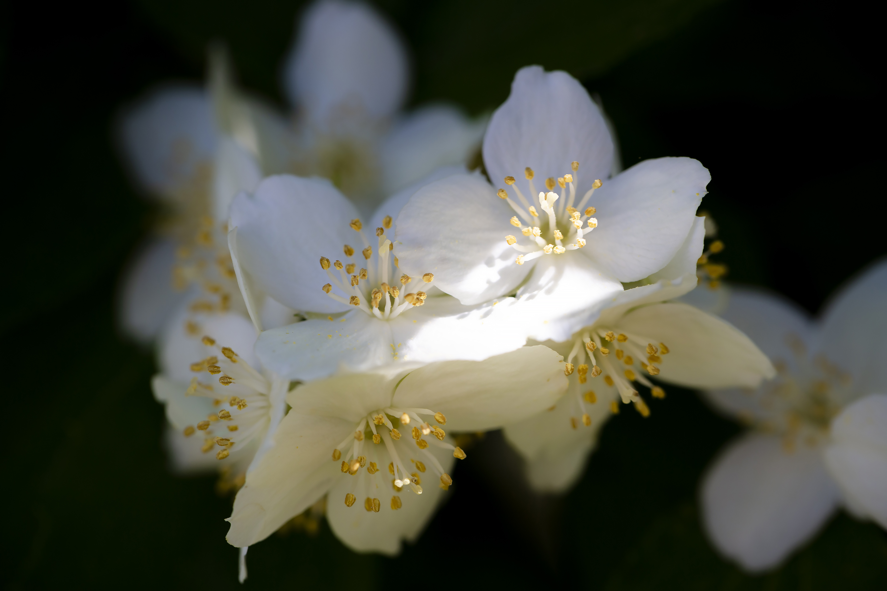 Free photo Jasmine flowers