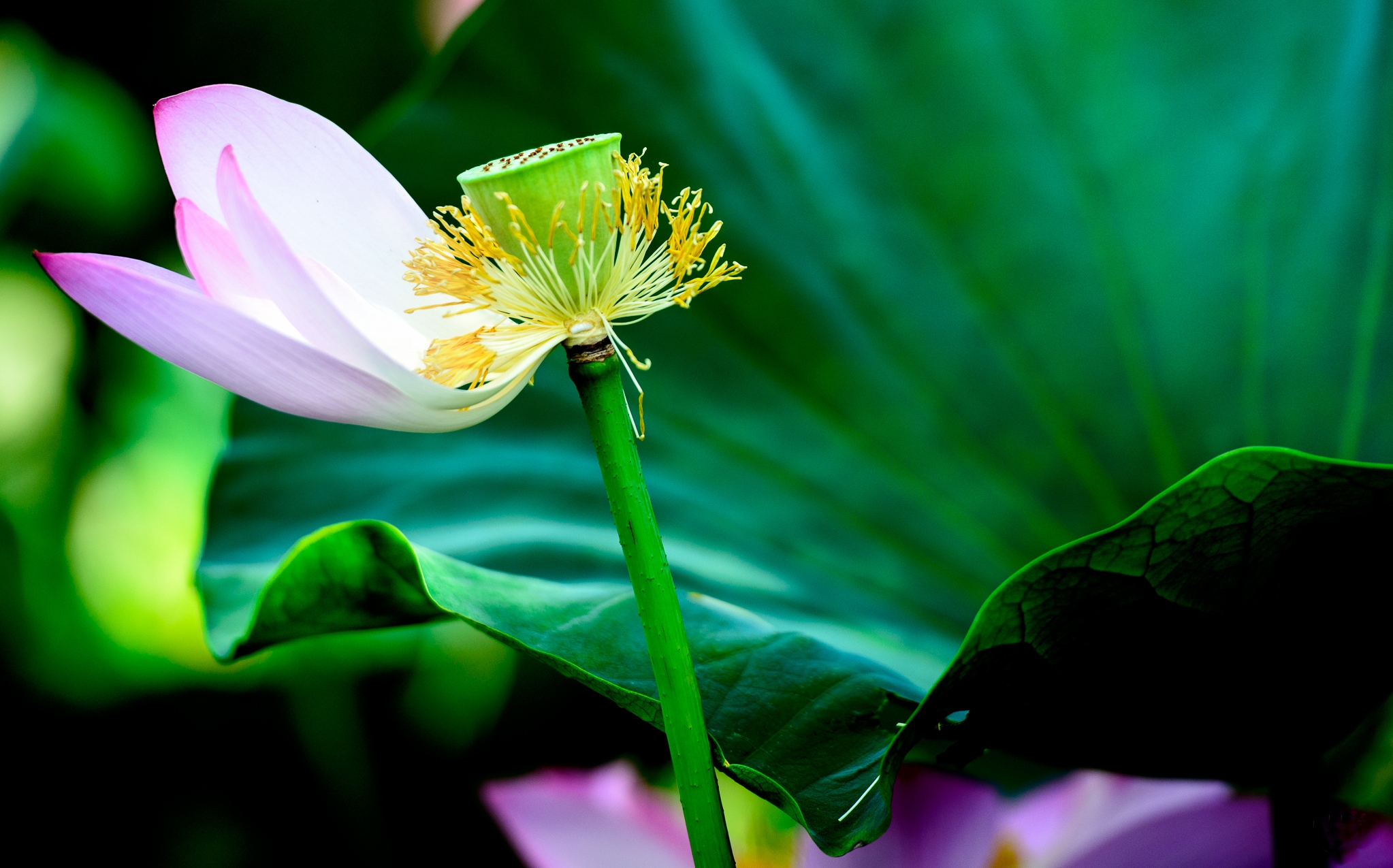 Wallpapers beautiful flowers flora flowers on the desktop