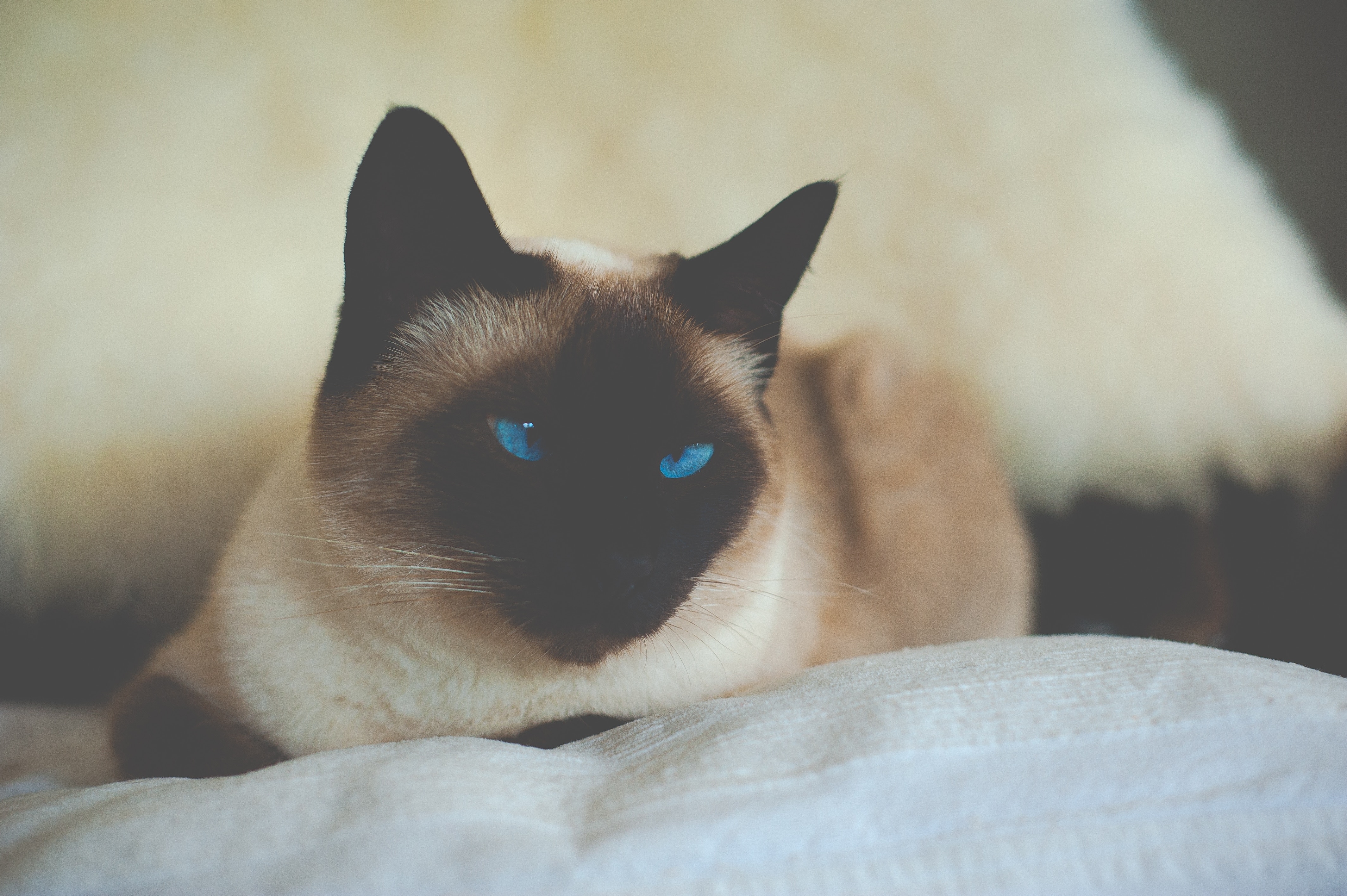 Siamese blue-eyed cat