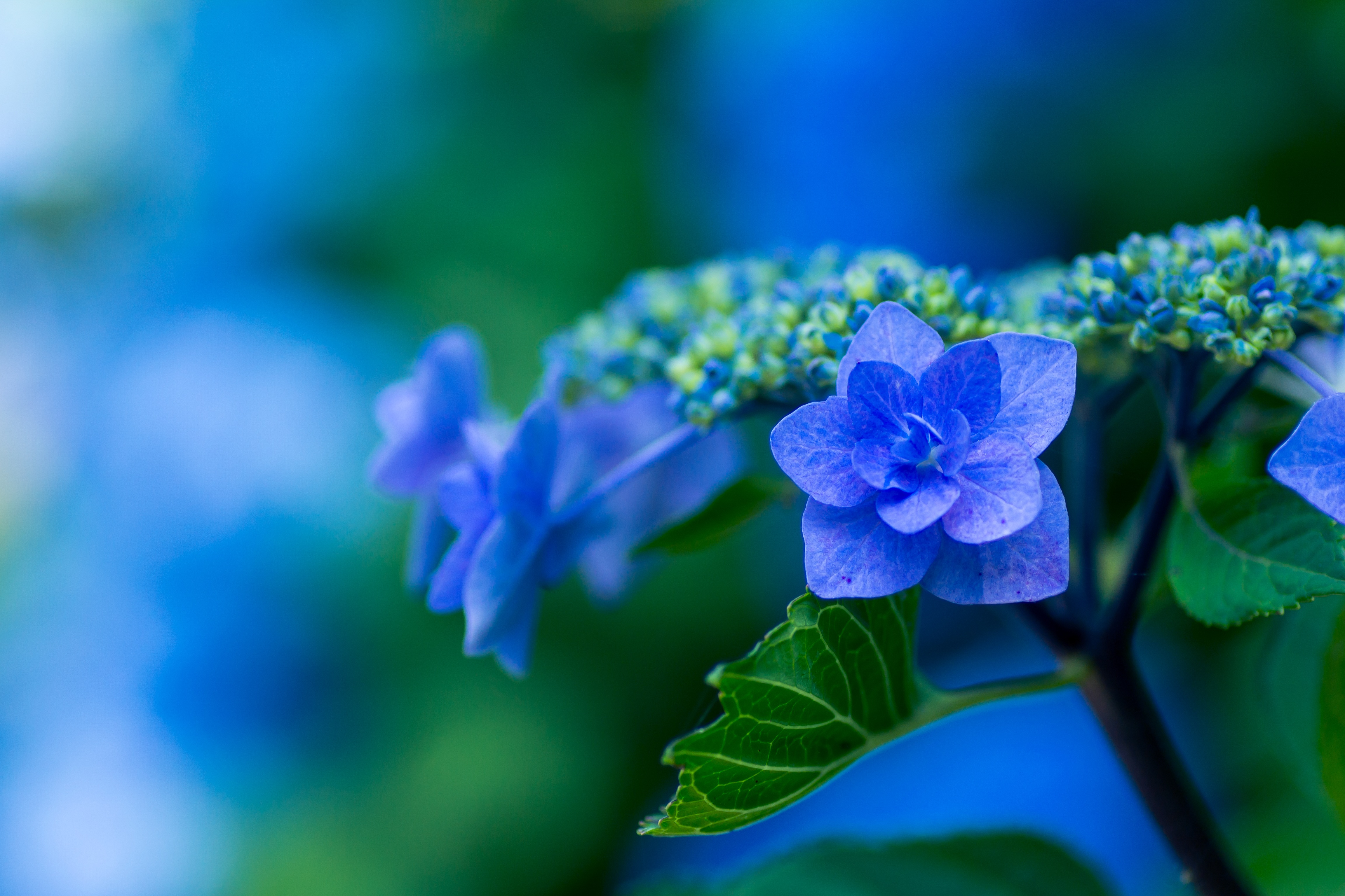 Free photo A picture of a blue flower.