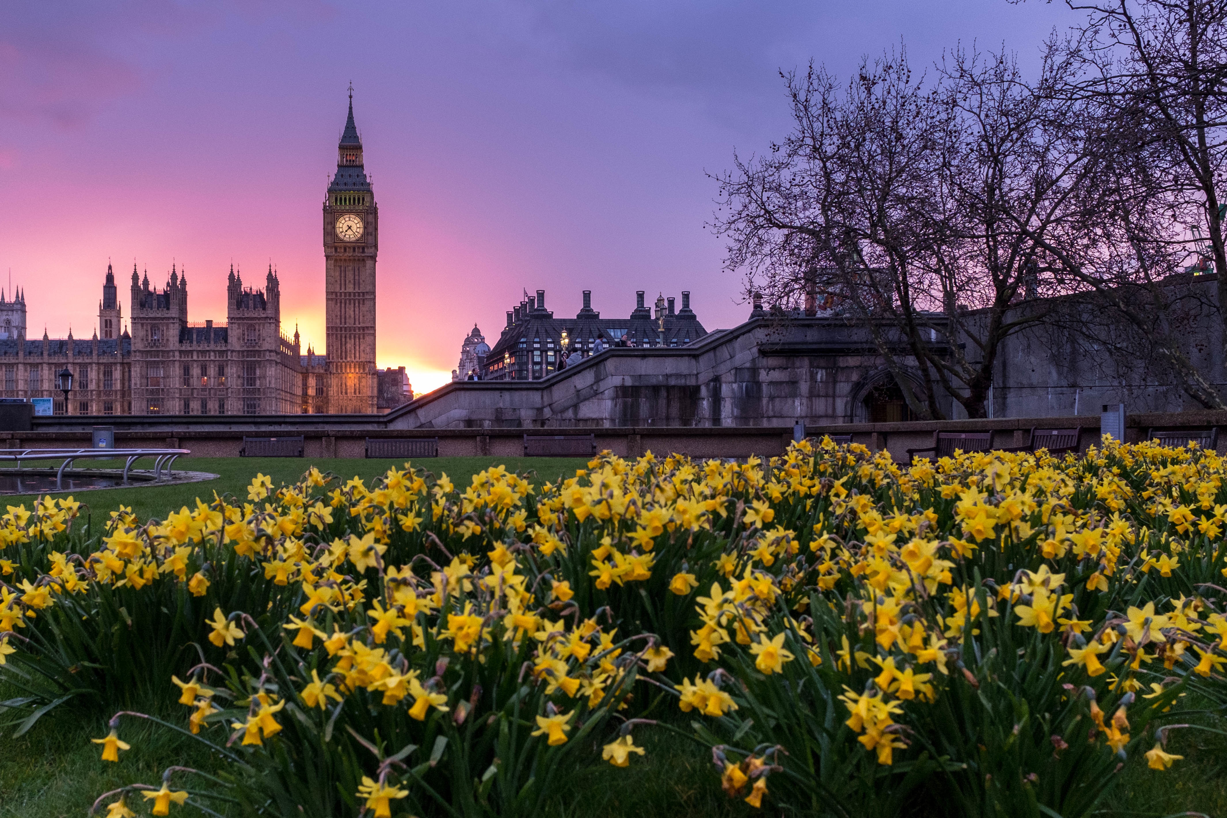 Wallpapers plant sunset meadow on the desktop