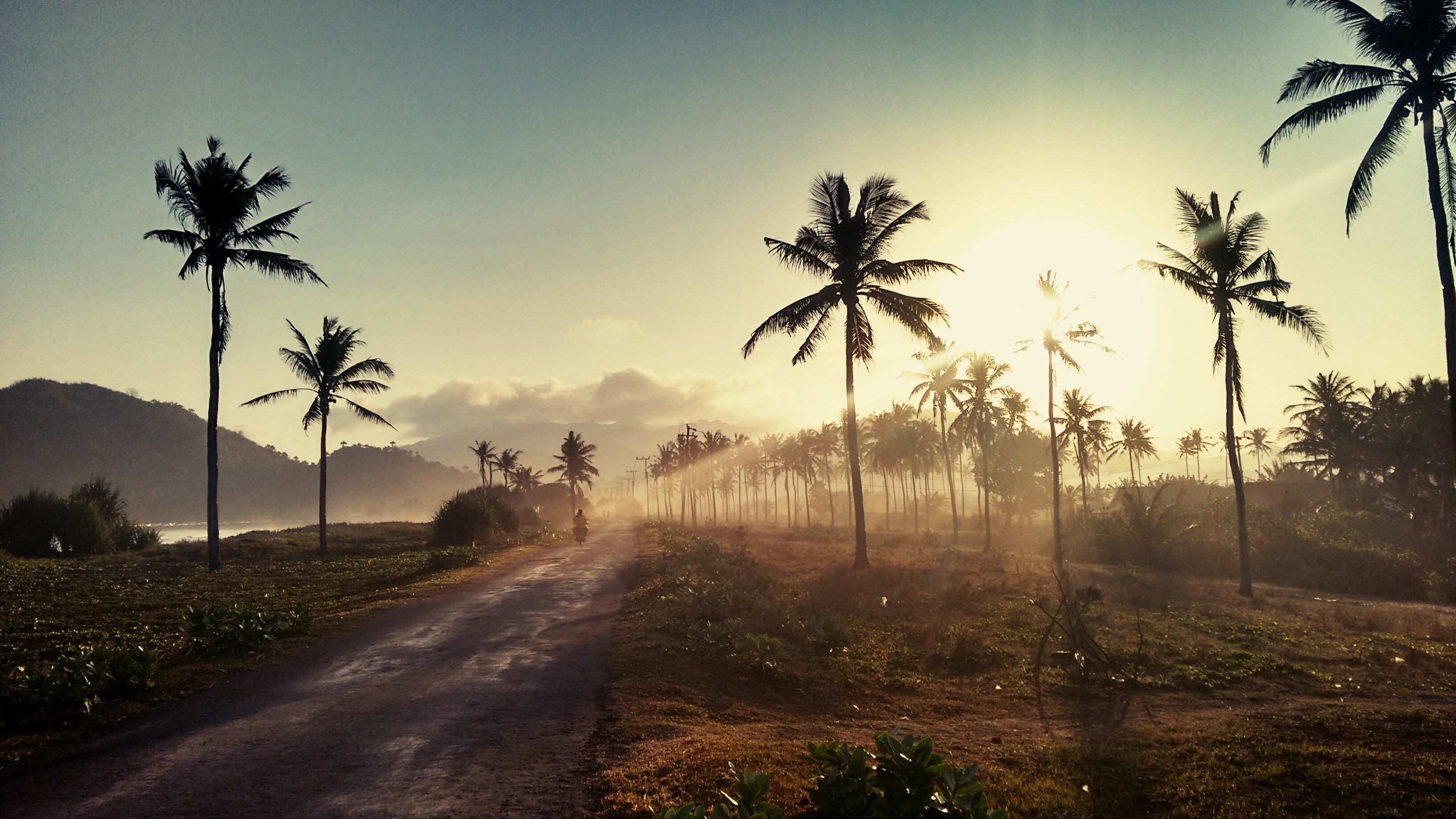 A tropical landscape with palm trees lining the road, the morning sun creating warm light and long shadows.