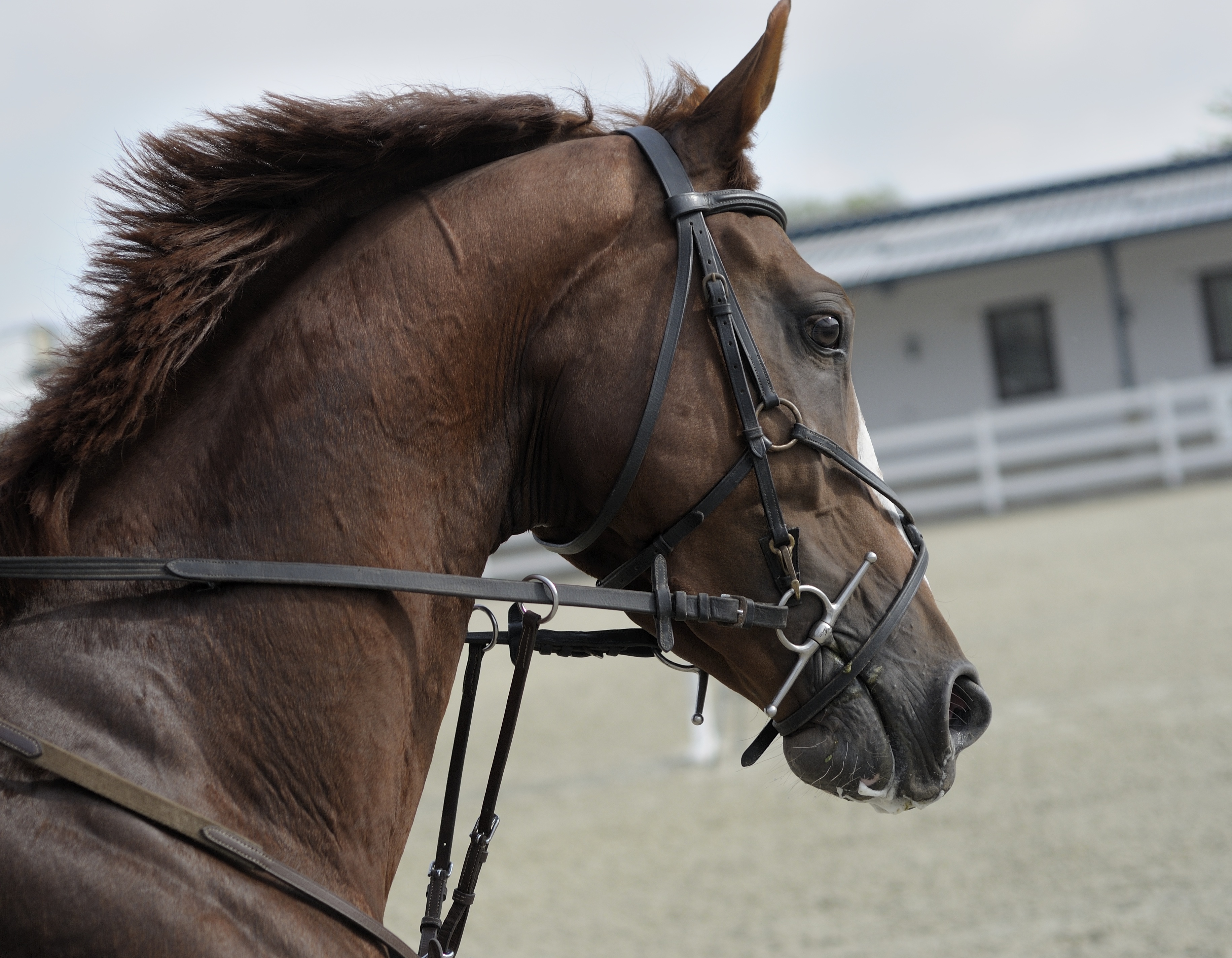 Wallpapers animal horse rein on the desktop