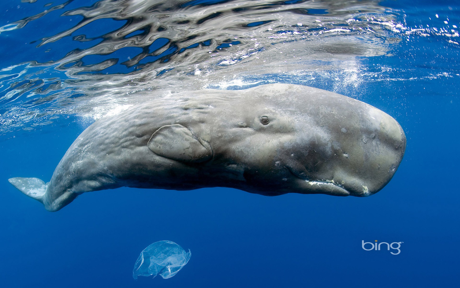 Wallpapers animals whale biology on the desktop