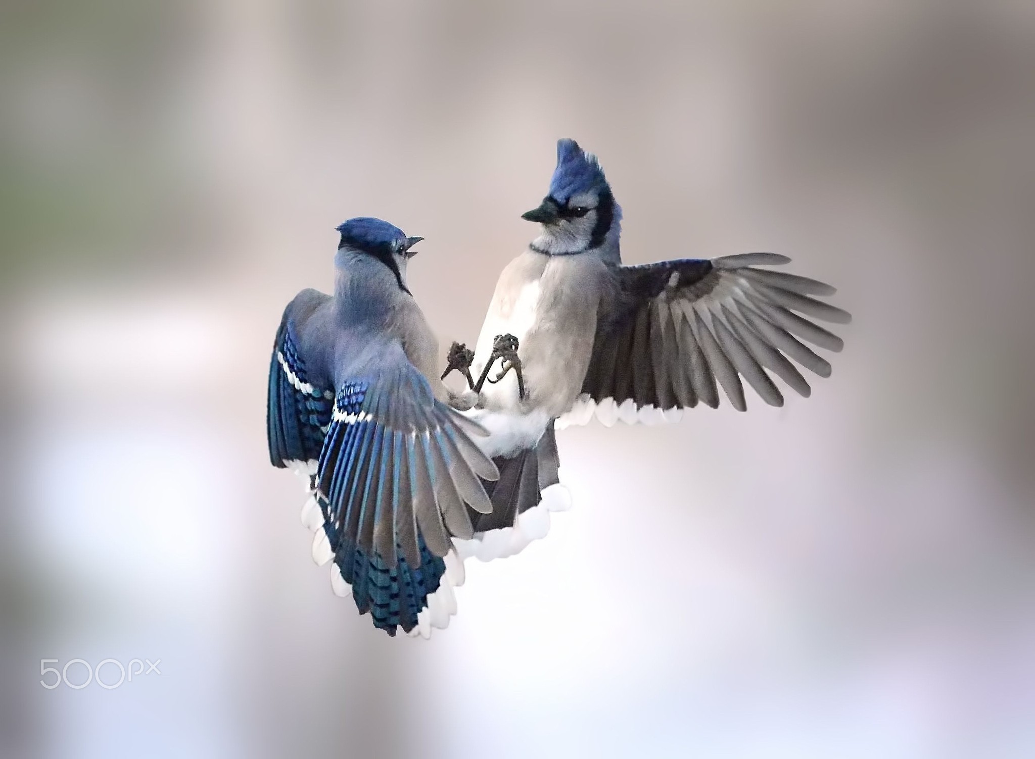 Free photo A blue jay admires herself in the mirror.