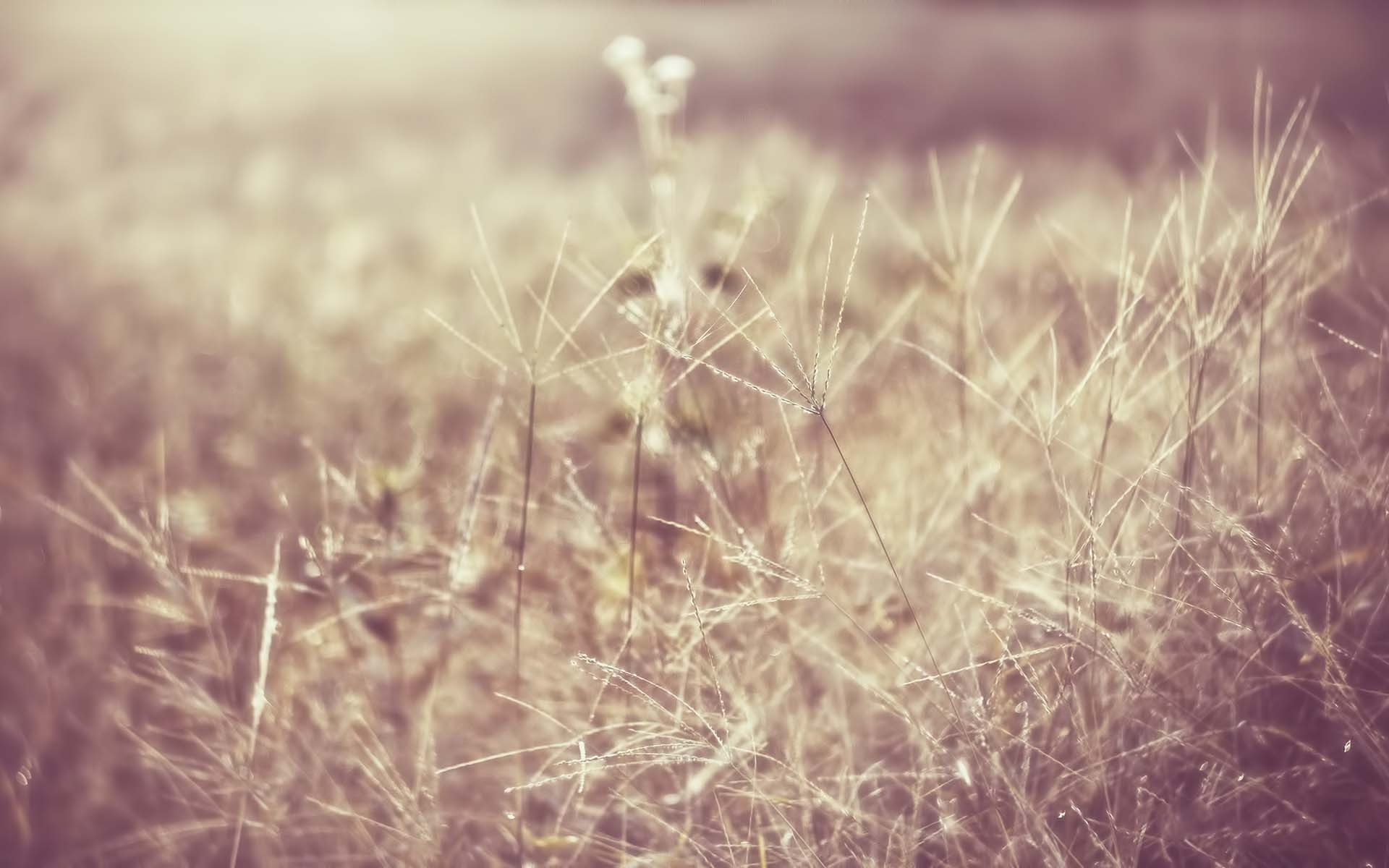 桌面上的壁纸草地 领域 轻