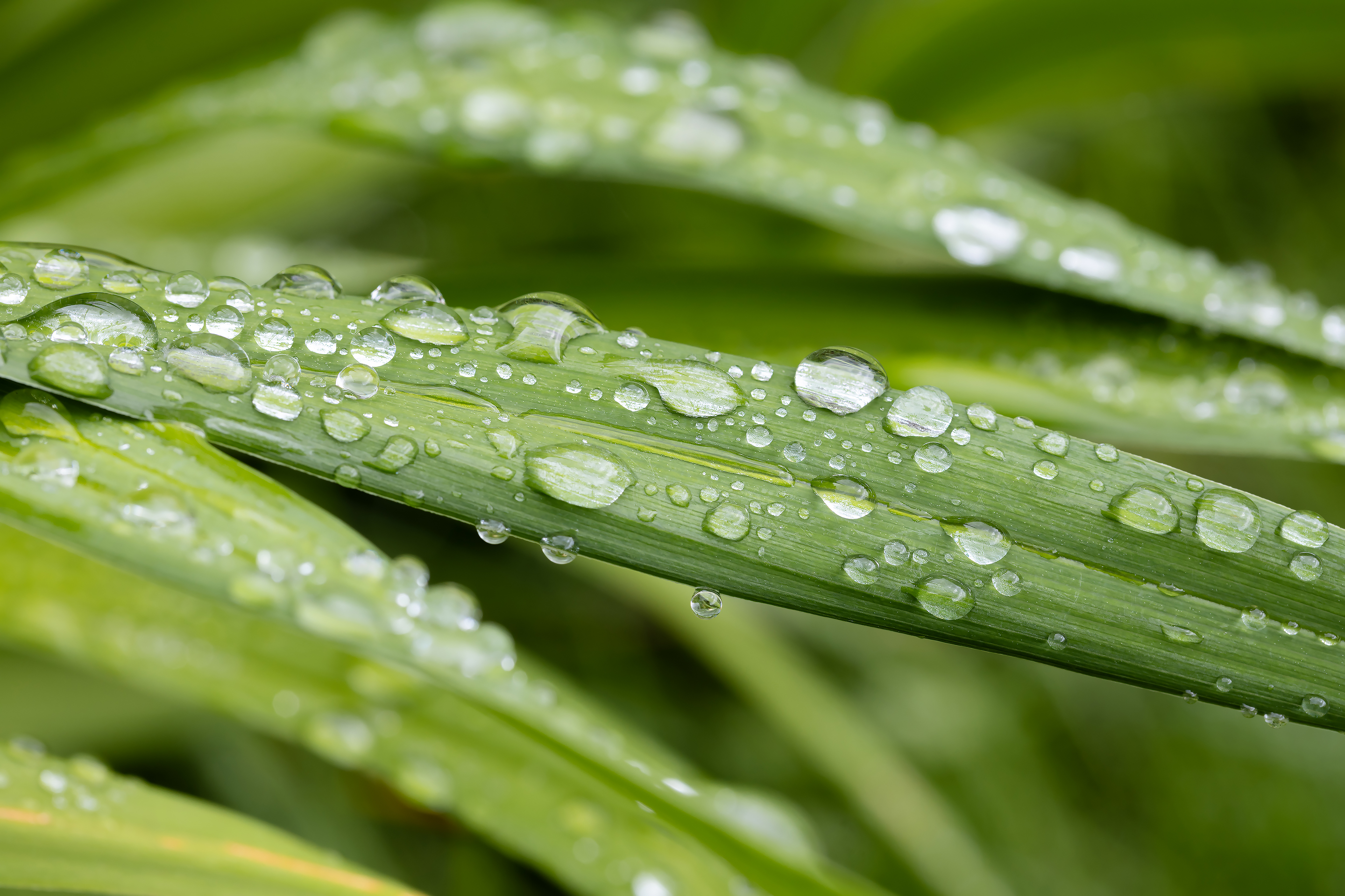 Бесплатное фото Дождь на зелёной траве крупным планом