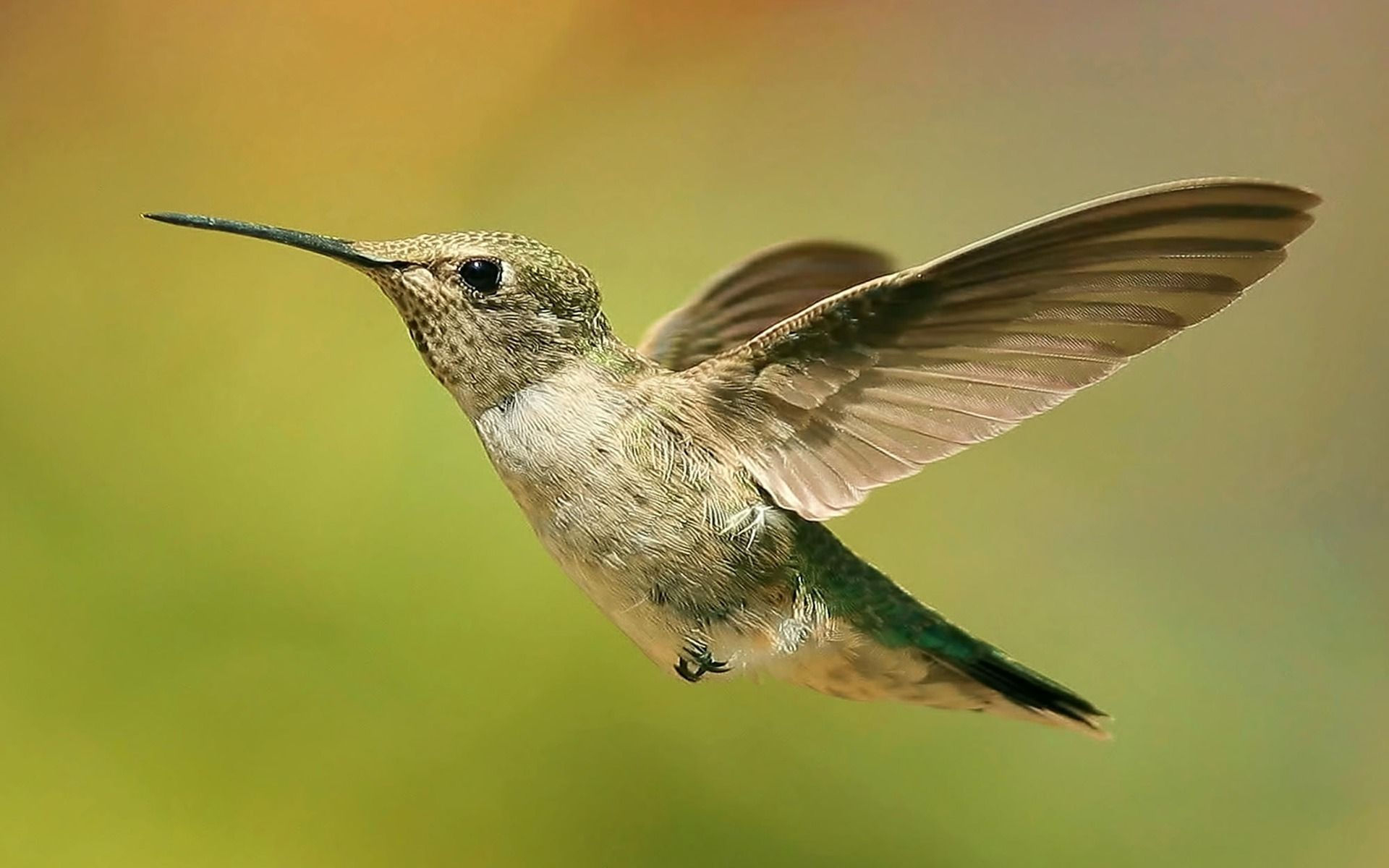Wallpapers hummingbird flight beak on the desktop