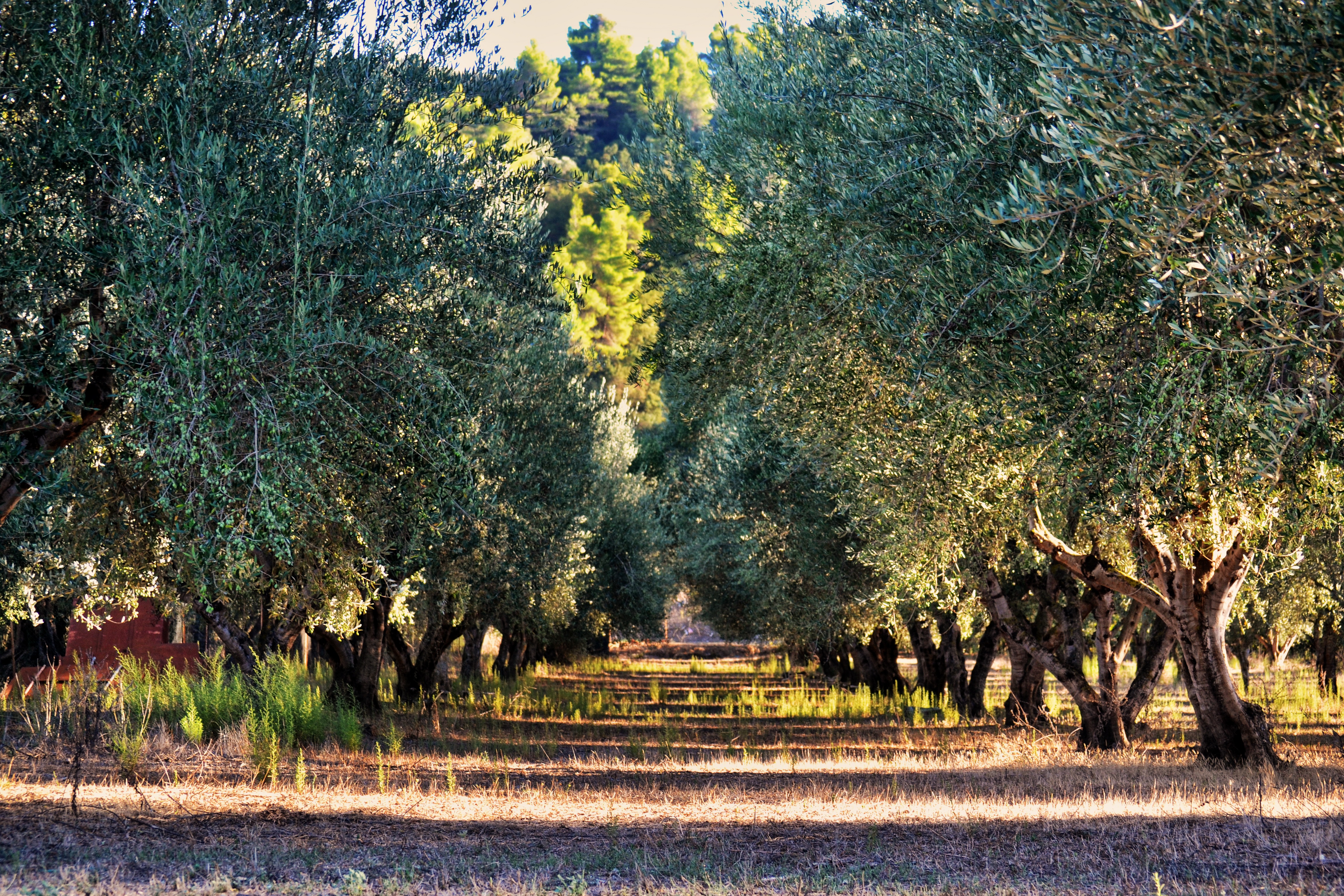 Wallpapers landscape tree nature on the desktop