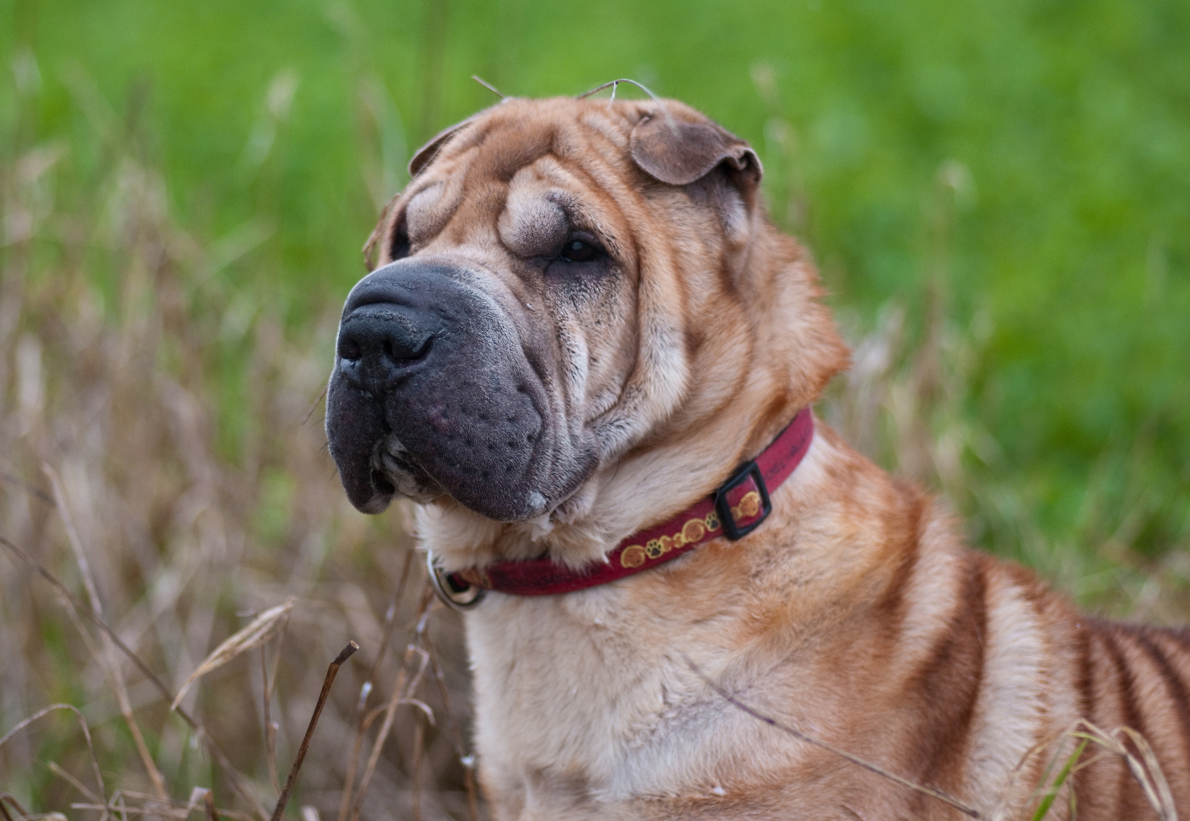 Wallpapers looking away dogs close on the desktop