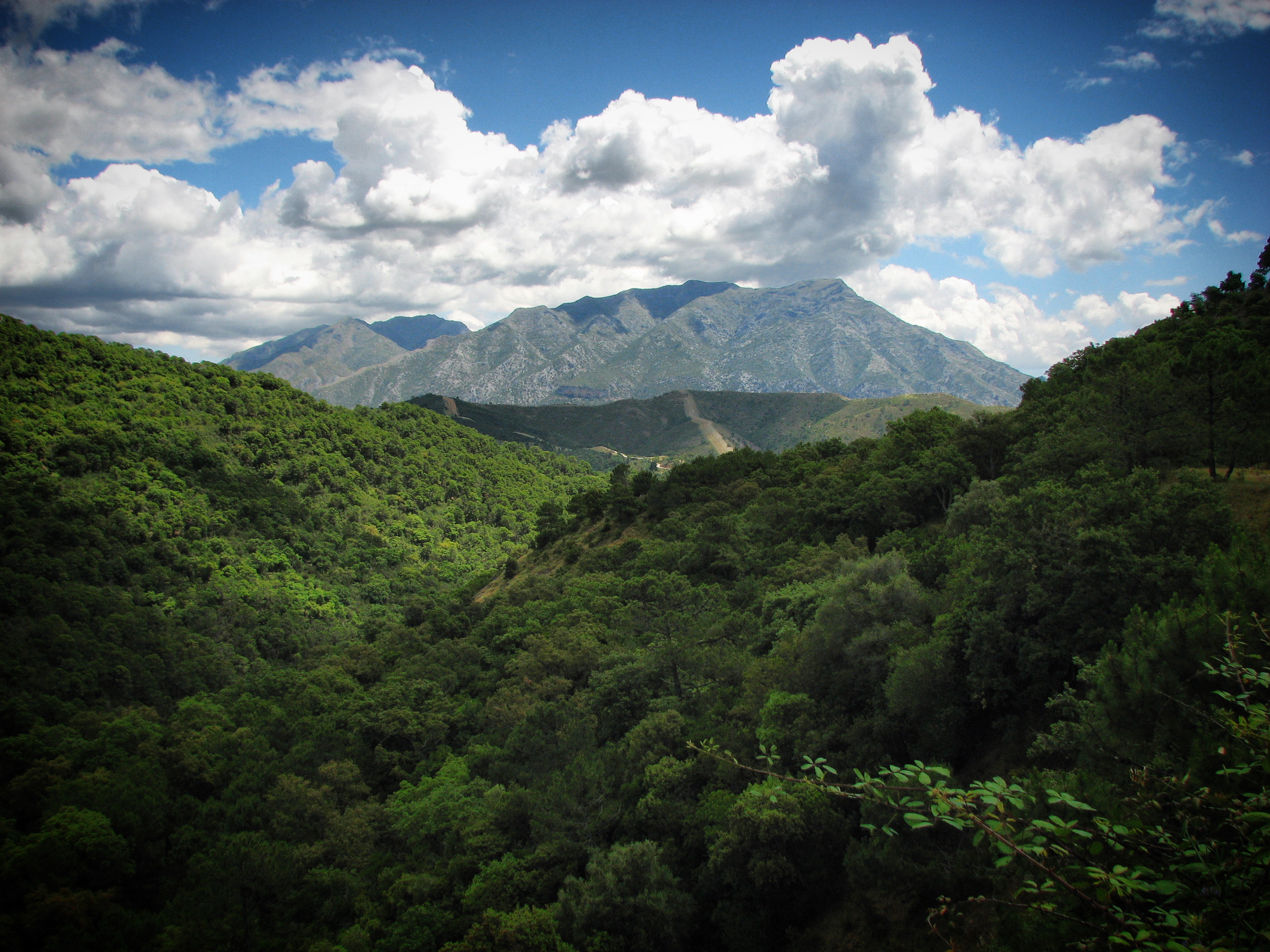 Free photo Mountain tops with trees