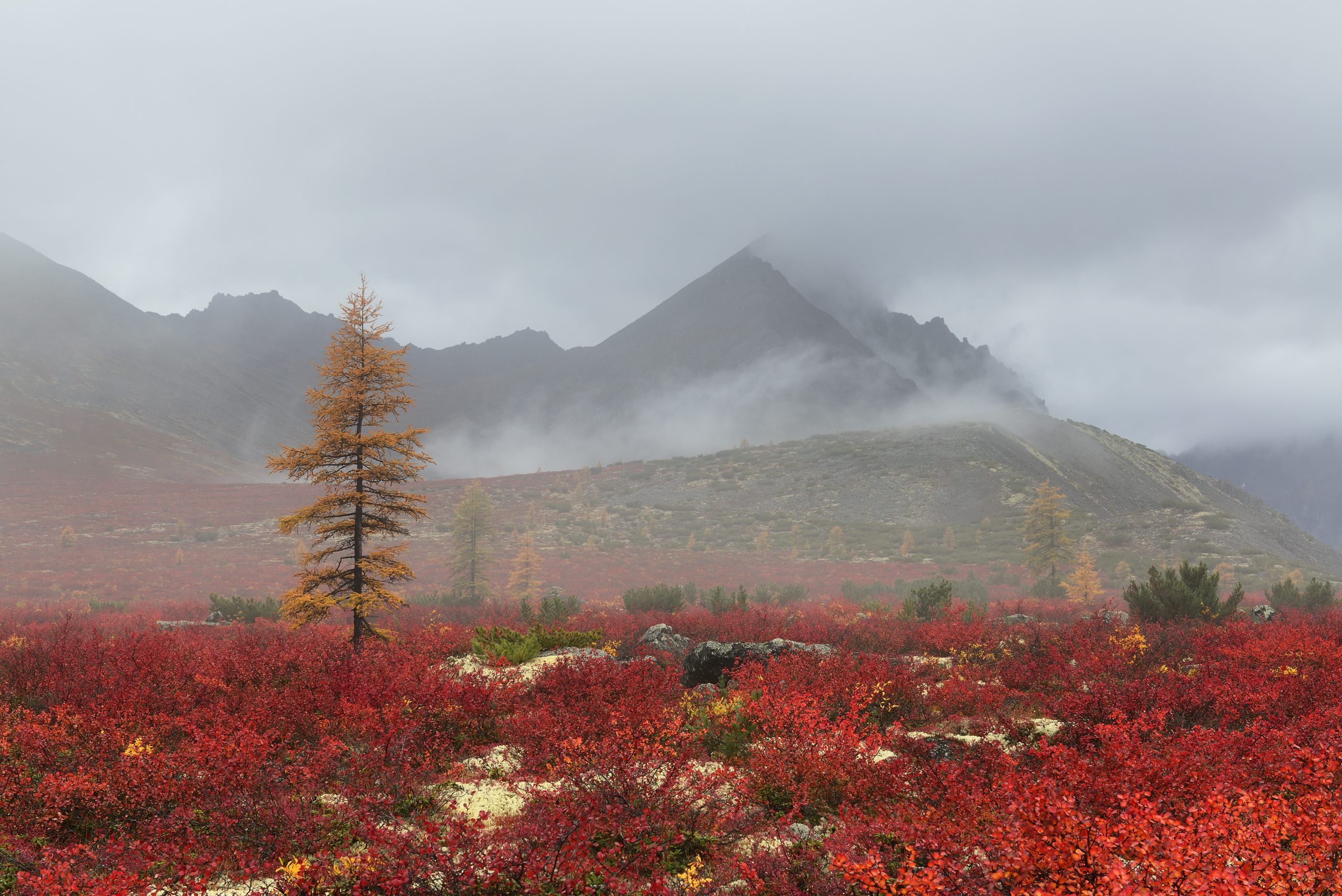 Free photo Fog and autumn purple