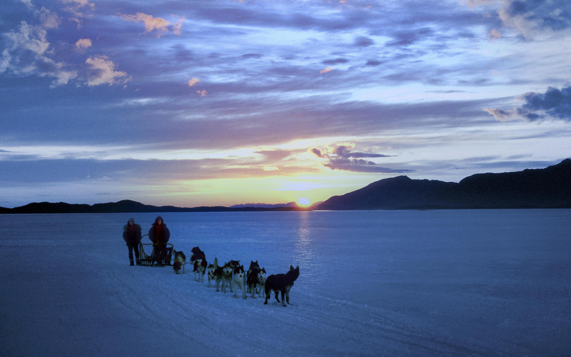 Wallpapers north snow dog sled on the desktop