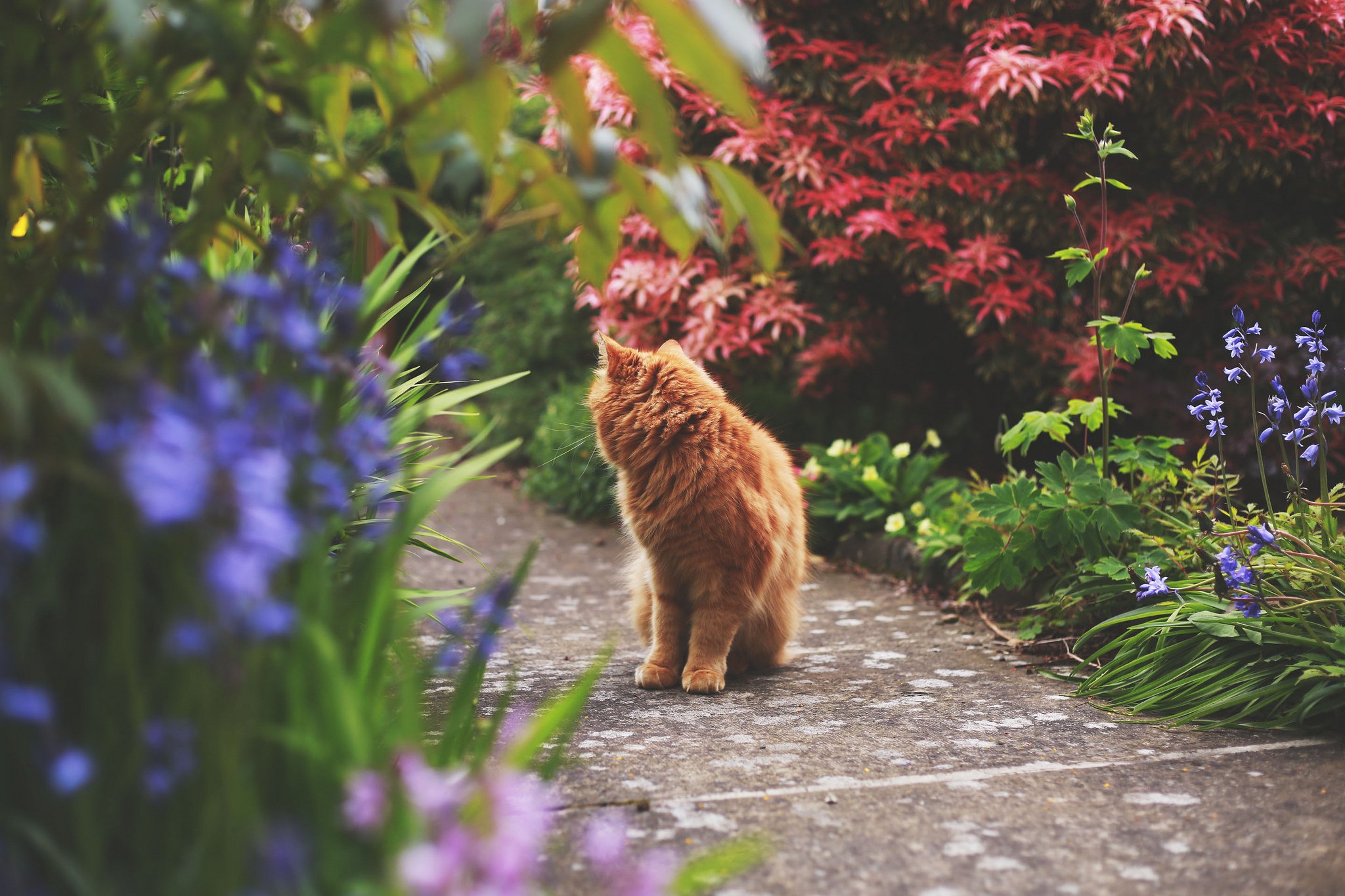 一只红猫在花丛中漫步
